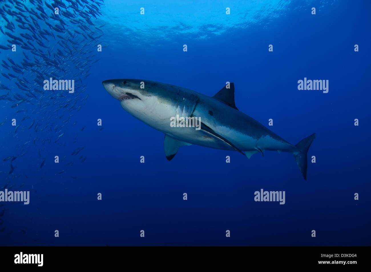 Hembra con gran blanco remora, Isla Guadalupe, México. Foto de stock