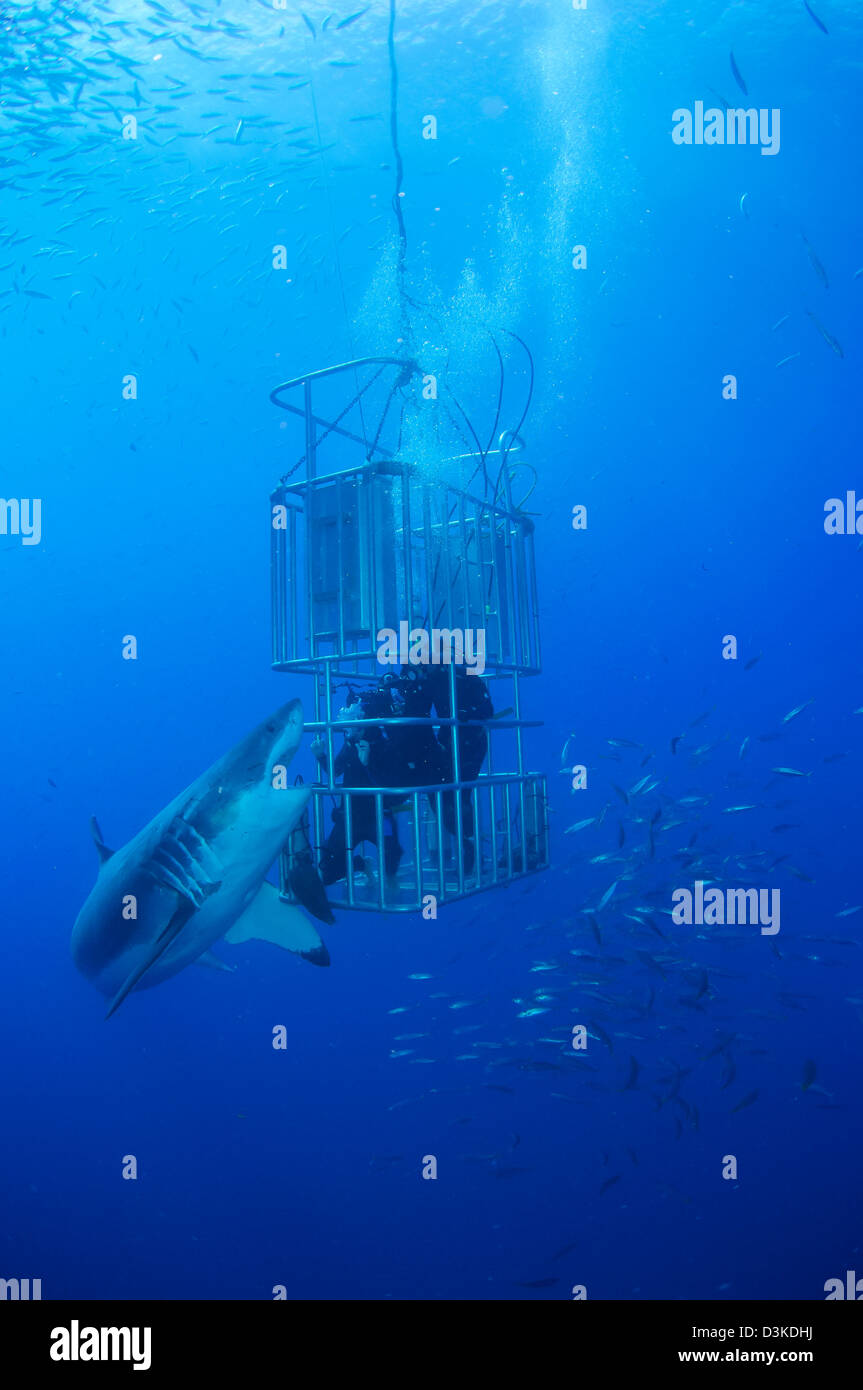 Gran Tiburón Blanco hembra y los buceadores, Isla Guadalupe, México. Foto de stock