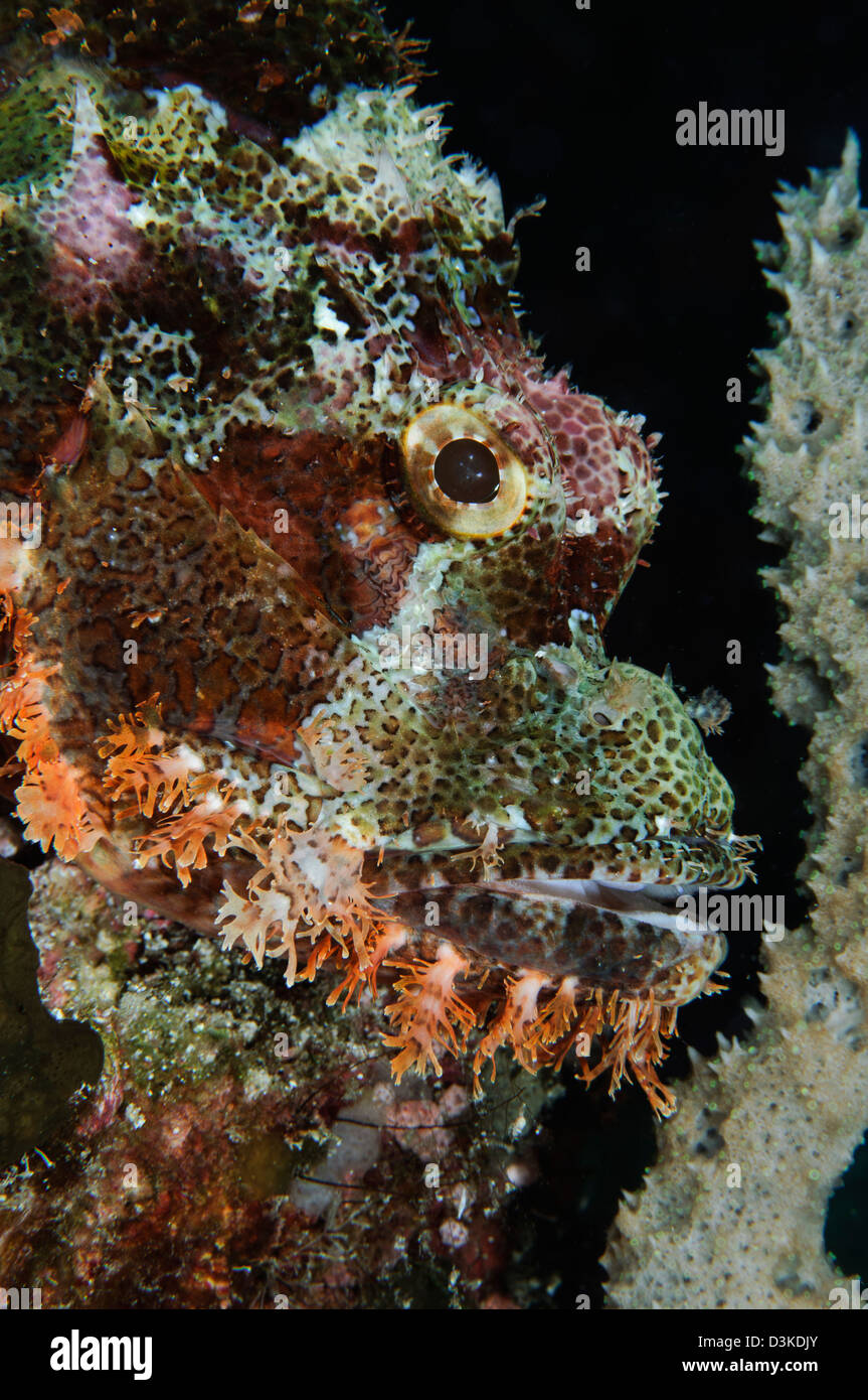 Scorpionfish barbudo, Indonesia. Foto de stock