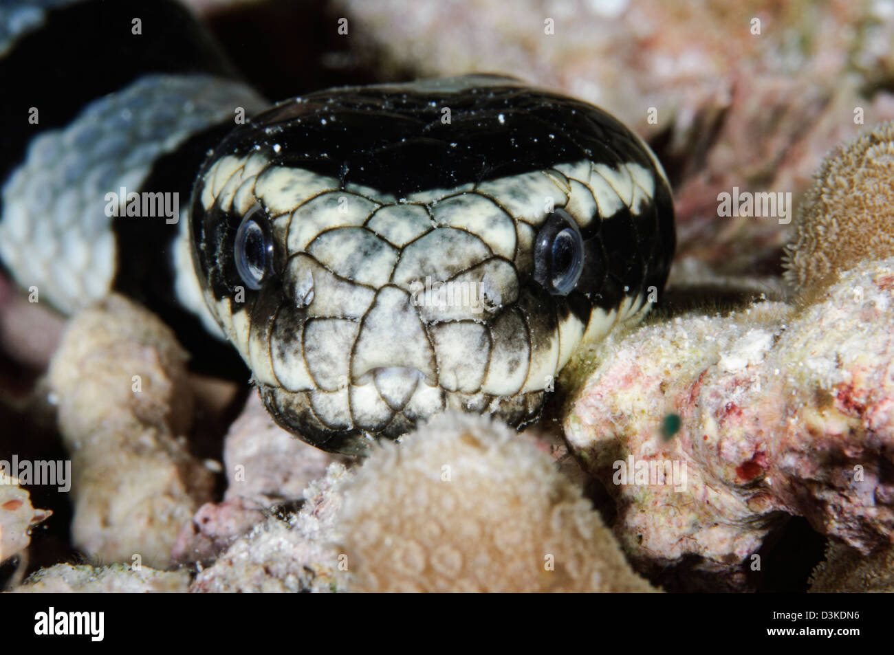 Blanco y negro mar bandas Krait, Indonesia. Foto de stock