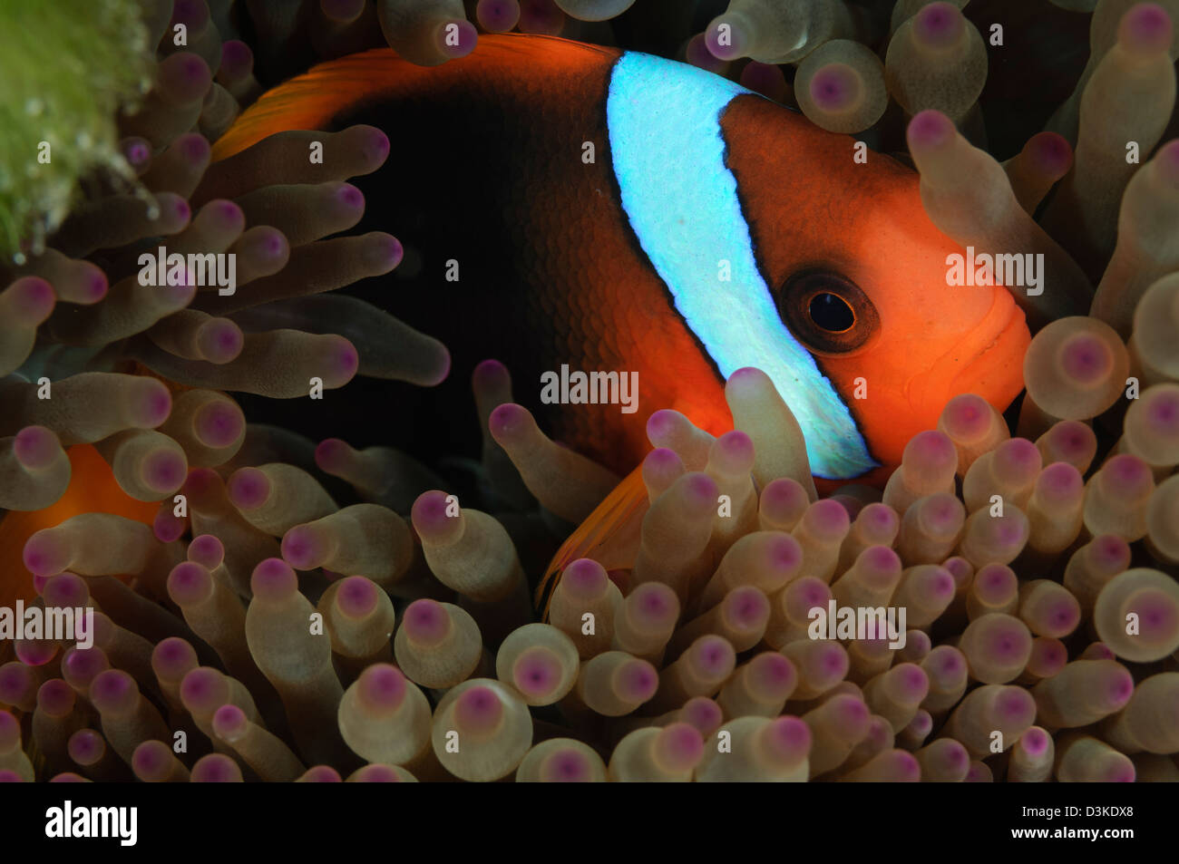 Anemonefish en punta púrpura anémona, Australia. Foto de stock