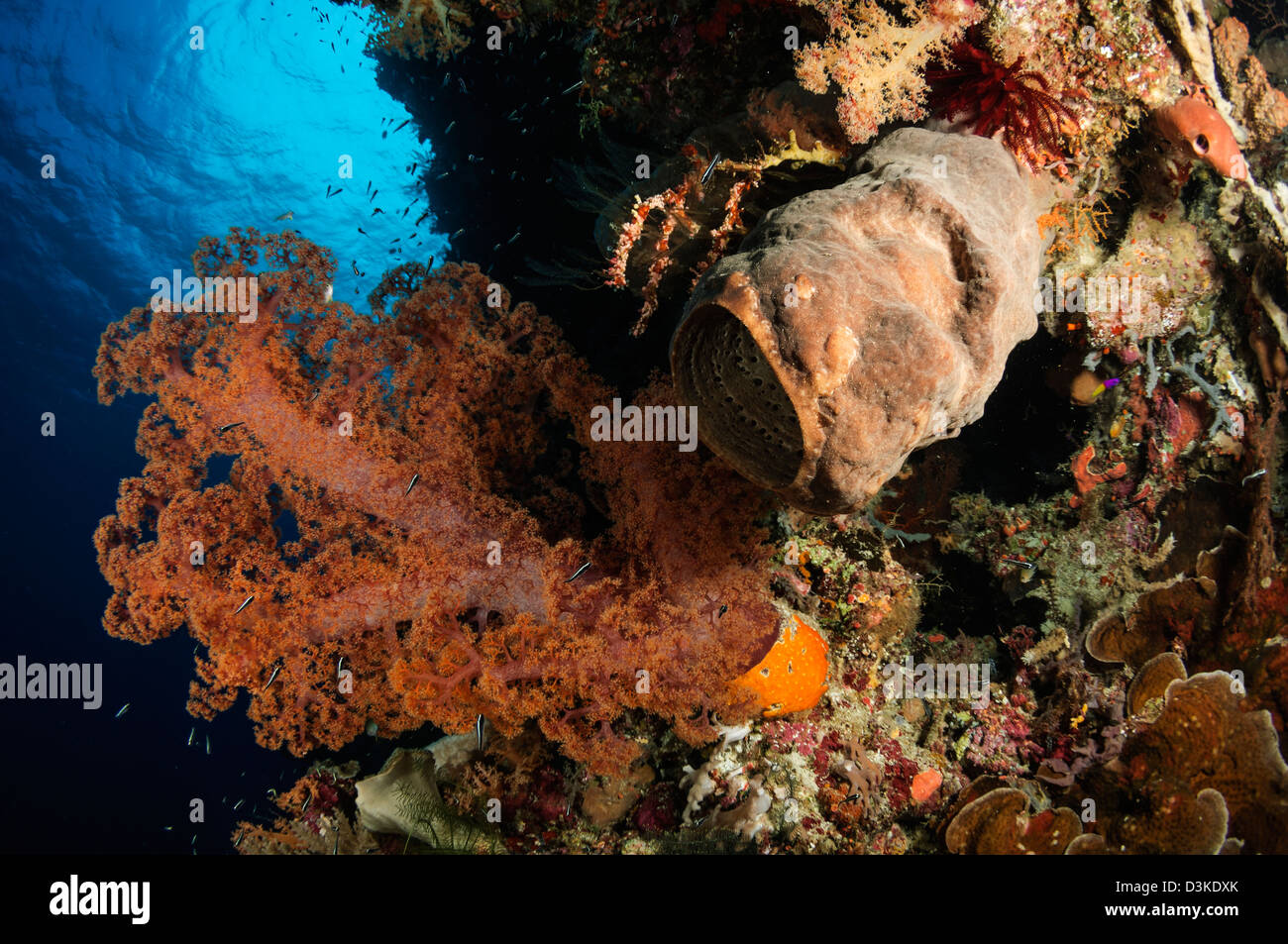 Los corales blandos seascape, Indonesia. Foto de stock