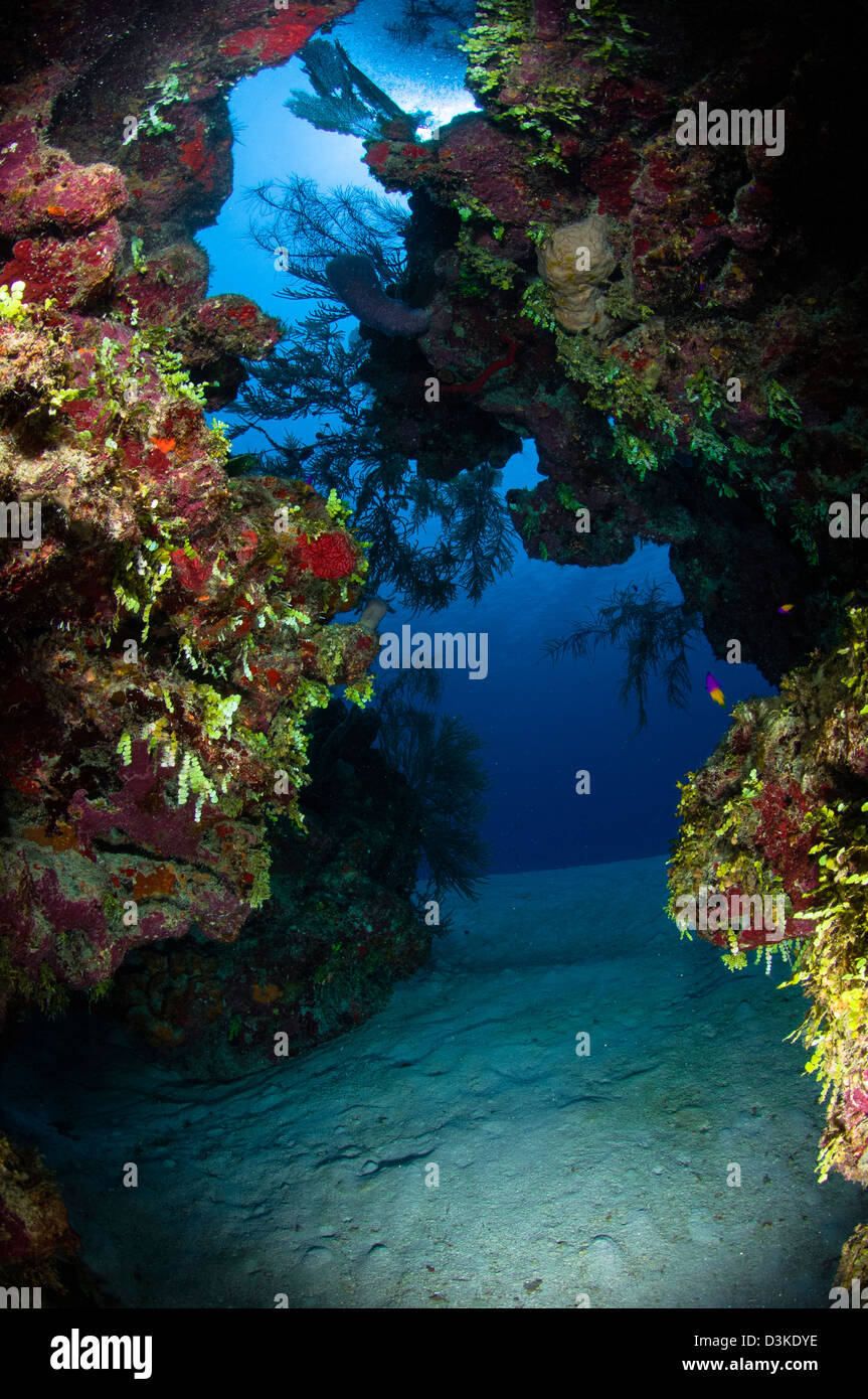 Grieta submarina a través de un arrecife de coral de Belice. Foto de stock