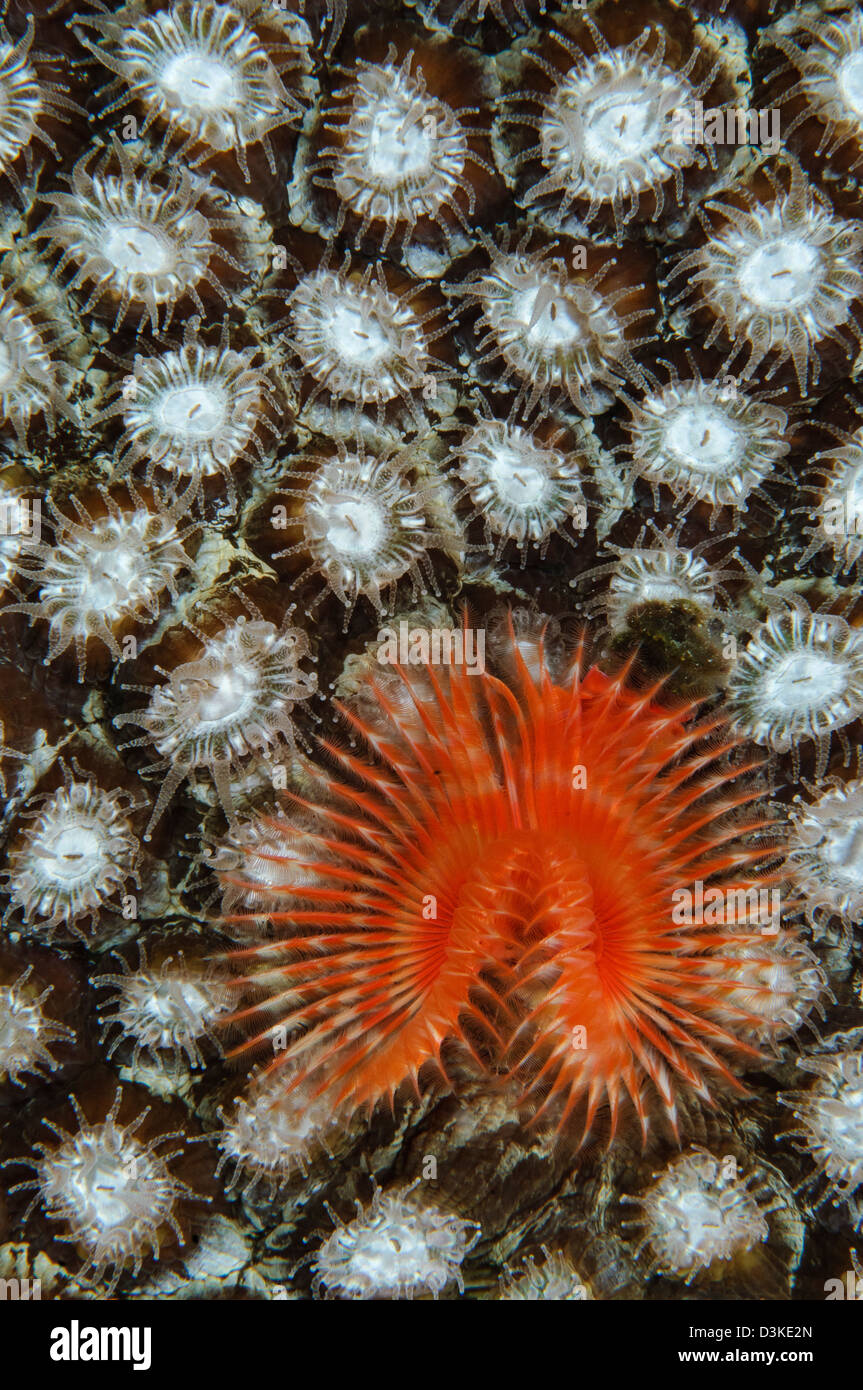 Árbol de Navidad gusano de Coral de Belice. Foto de stock