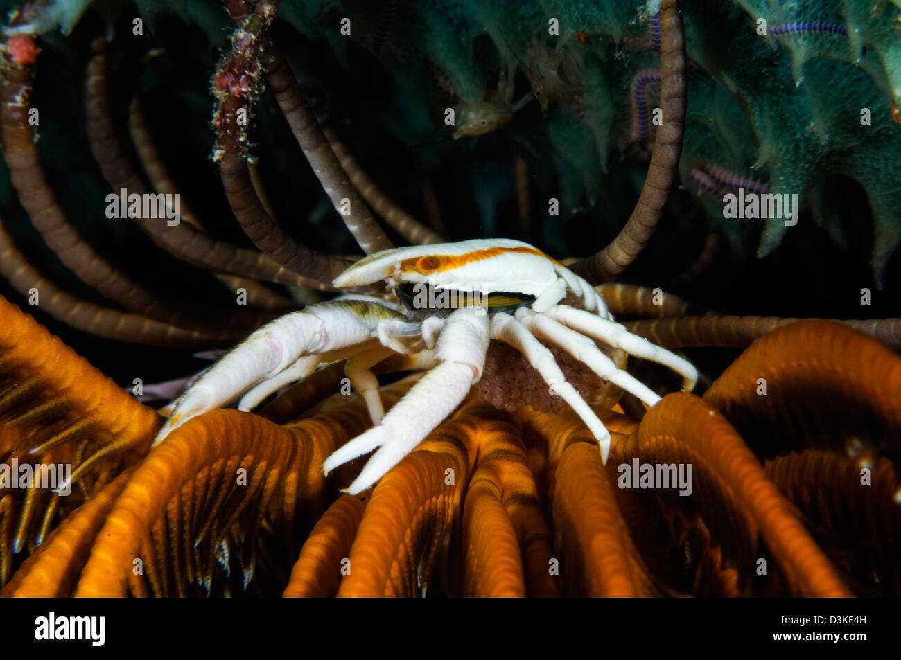 Sentadilla portando huevos de langosta, Indonesia. Foto de stock