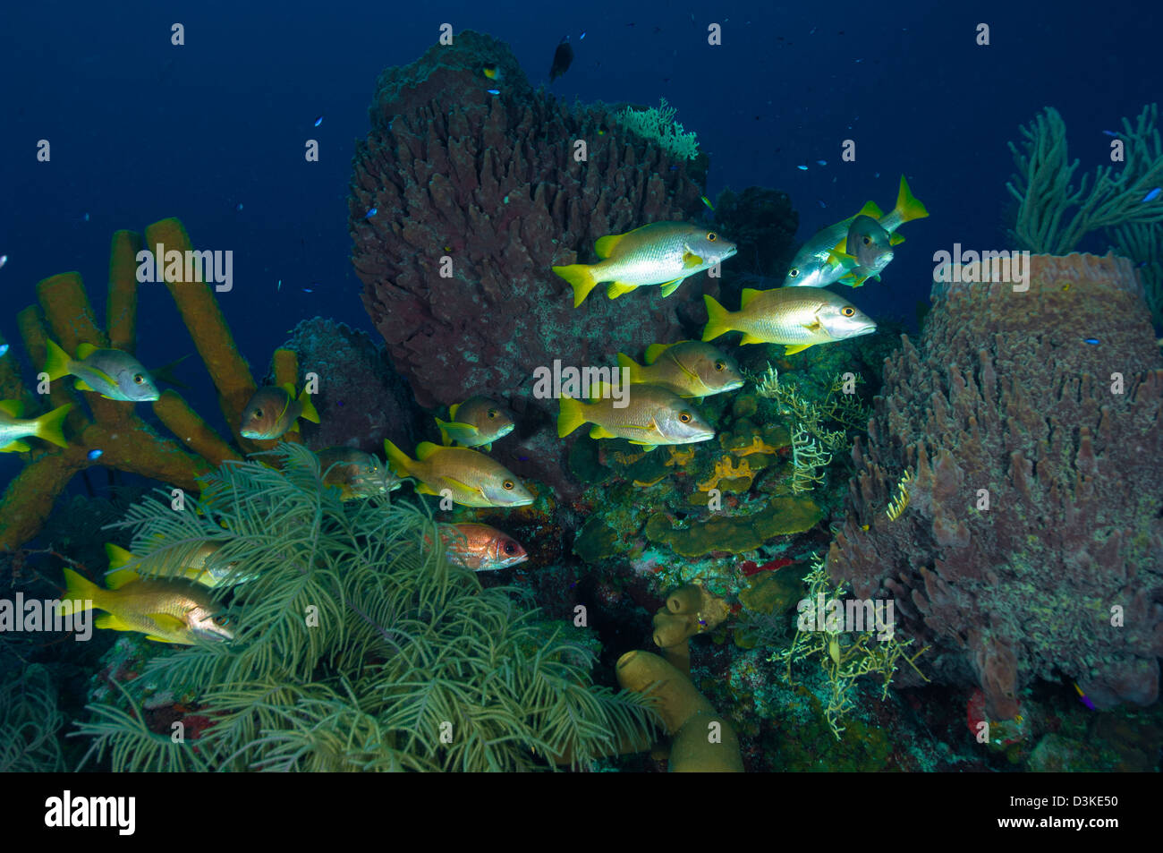 Maestros, Belice. Foto de stock