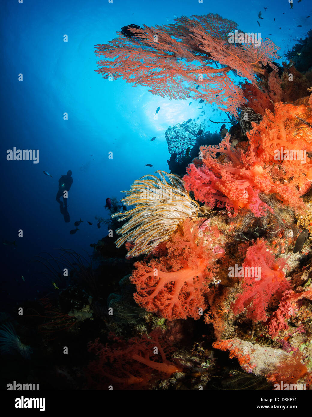 Buzo nadando por un arrecife de coral blando, Indonesia. Foto de stock