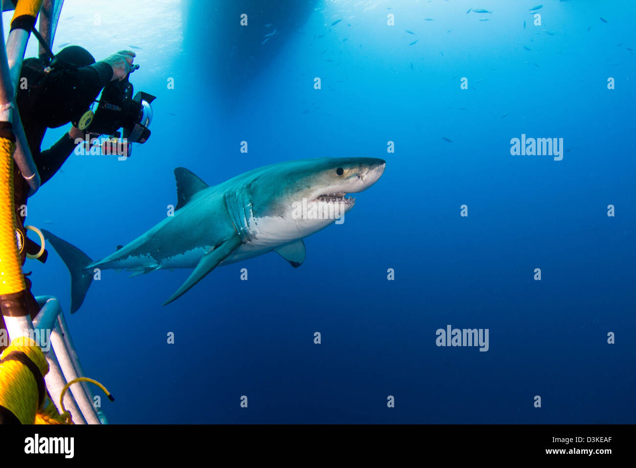 Fotógrafo submarino tomando una fotografía de un hombre de gran tiburón blanco, Isla Guadalupe, México. Foto de stock