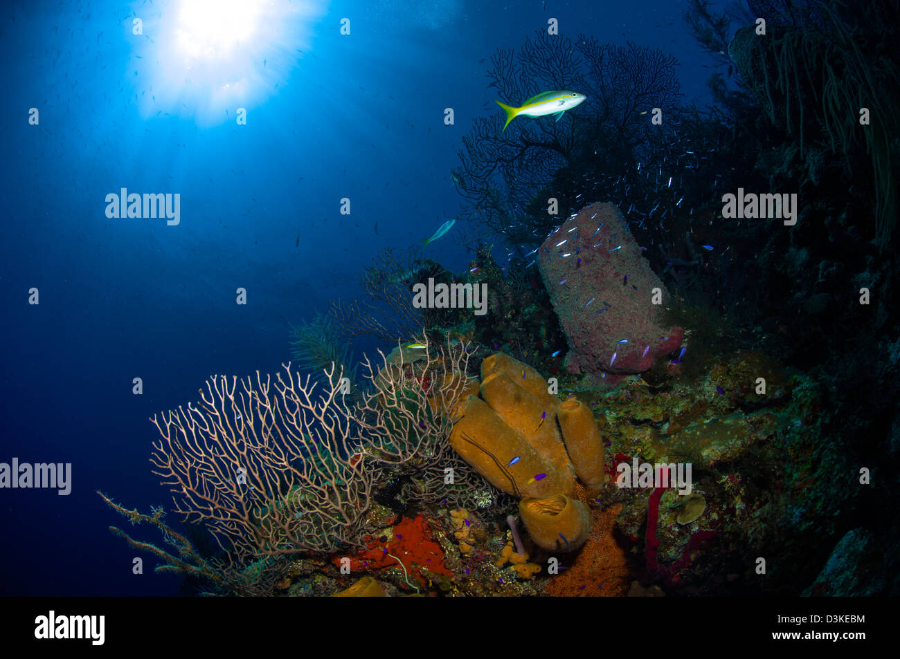 Arrecifes de corales y esponjas, Belice. Foto de stock