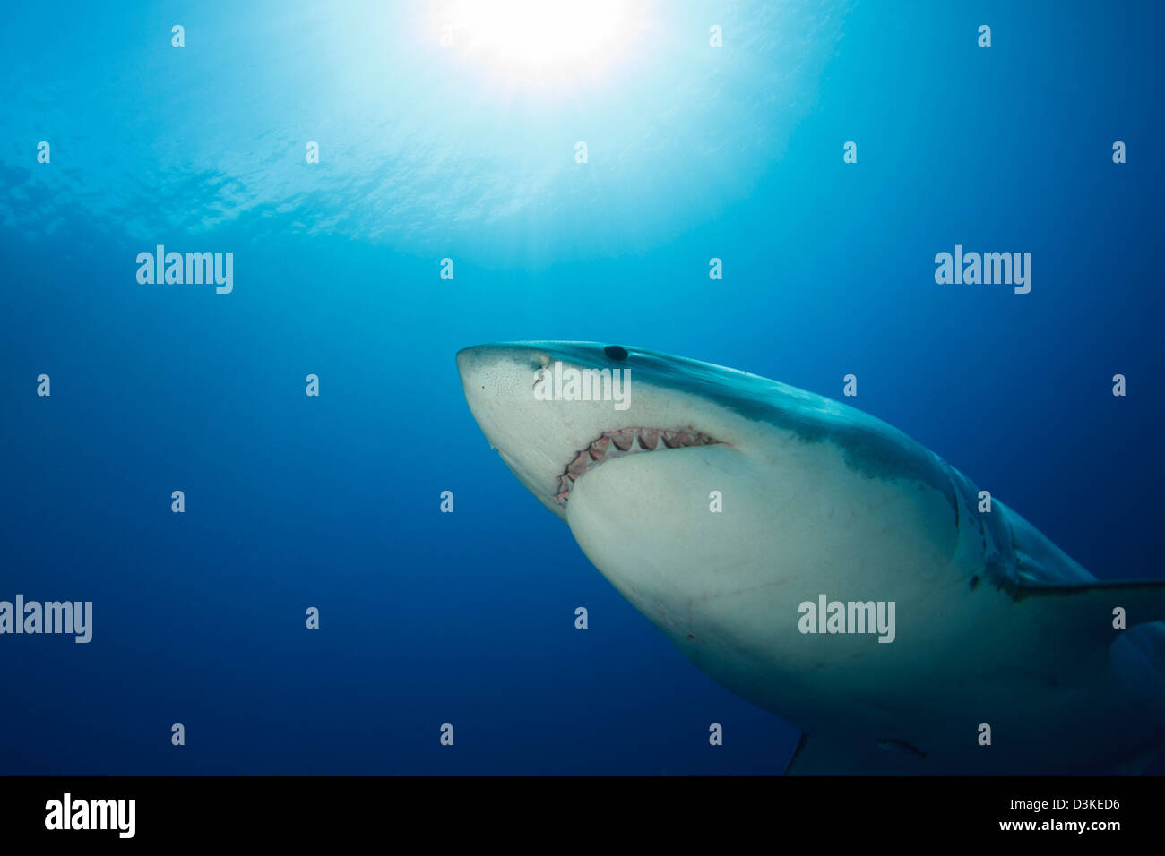 Macho gran tiburón blanco, Isla Guadalupe, México. Foto de stock