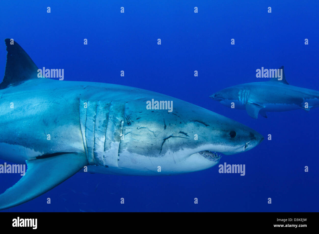 Par de machos grandes tiburones blancos, Isla Guadalupe, México. Foto de stock