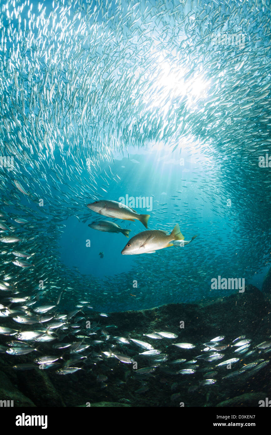 Trío de pargos a la caza de peces de carnada, los islotes, La Paz, México. Foto de stock