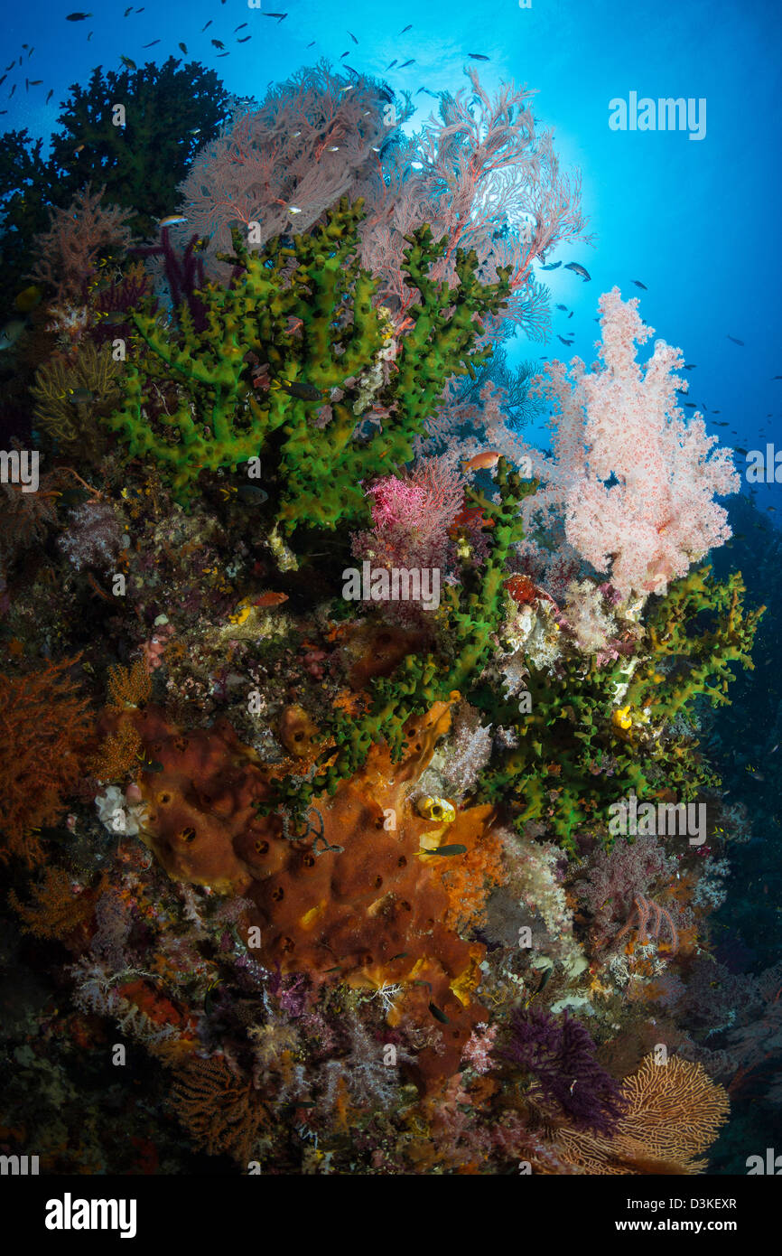 Fan de mar de coral blando en Raja Ampat, Indonesia. Foto de stock