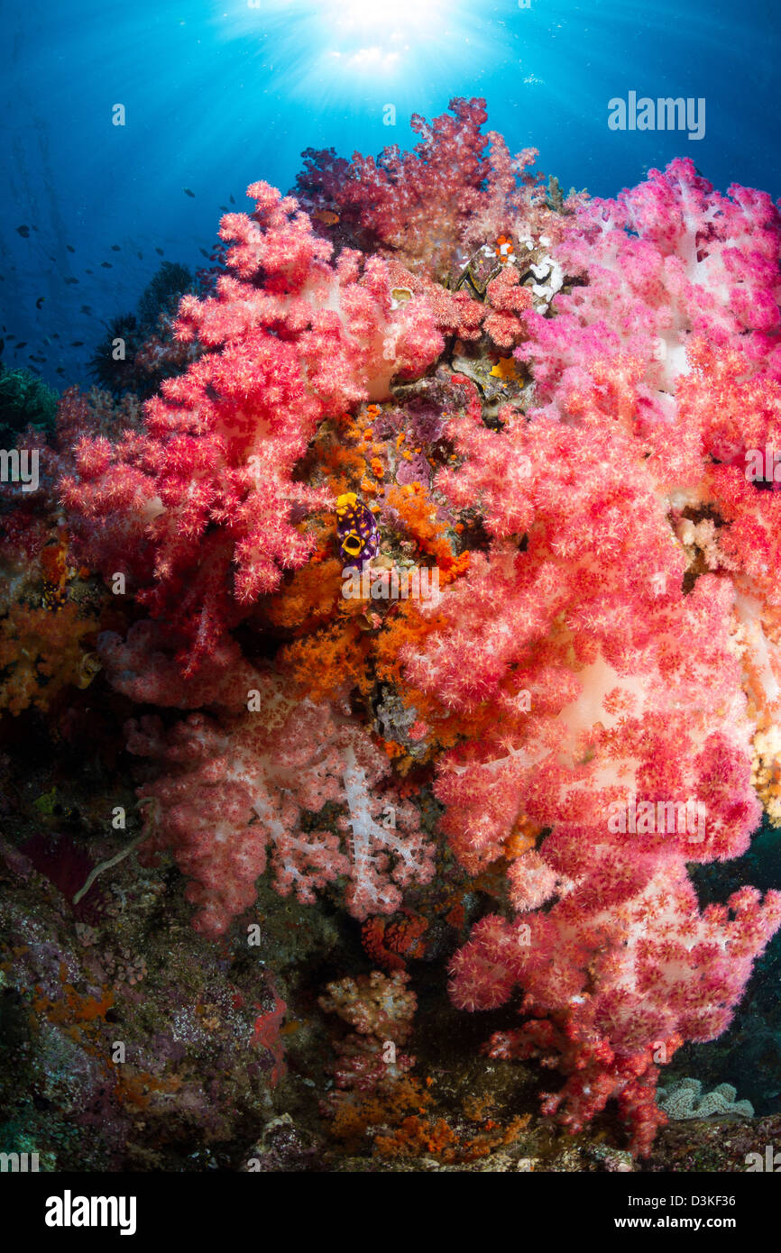 Los corales blandos en Raja Ampat, Indonesia. Foto de stock