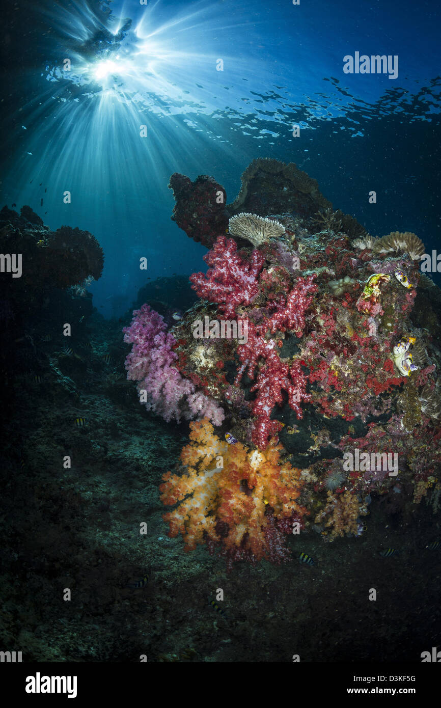 Los corales blandos y sunburst en Raja Ampat, Indonesia. Foto de stock