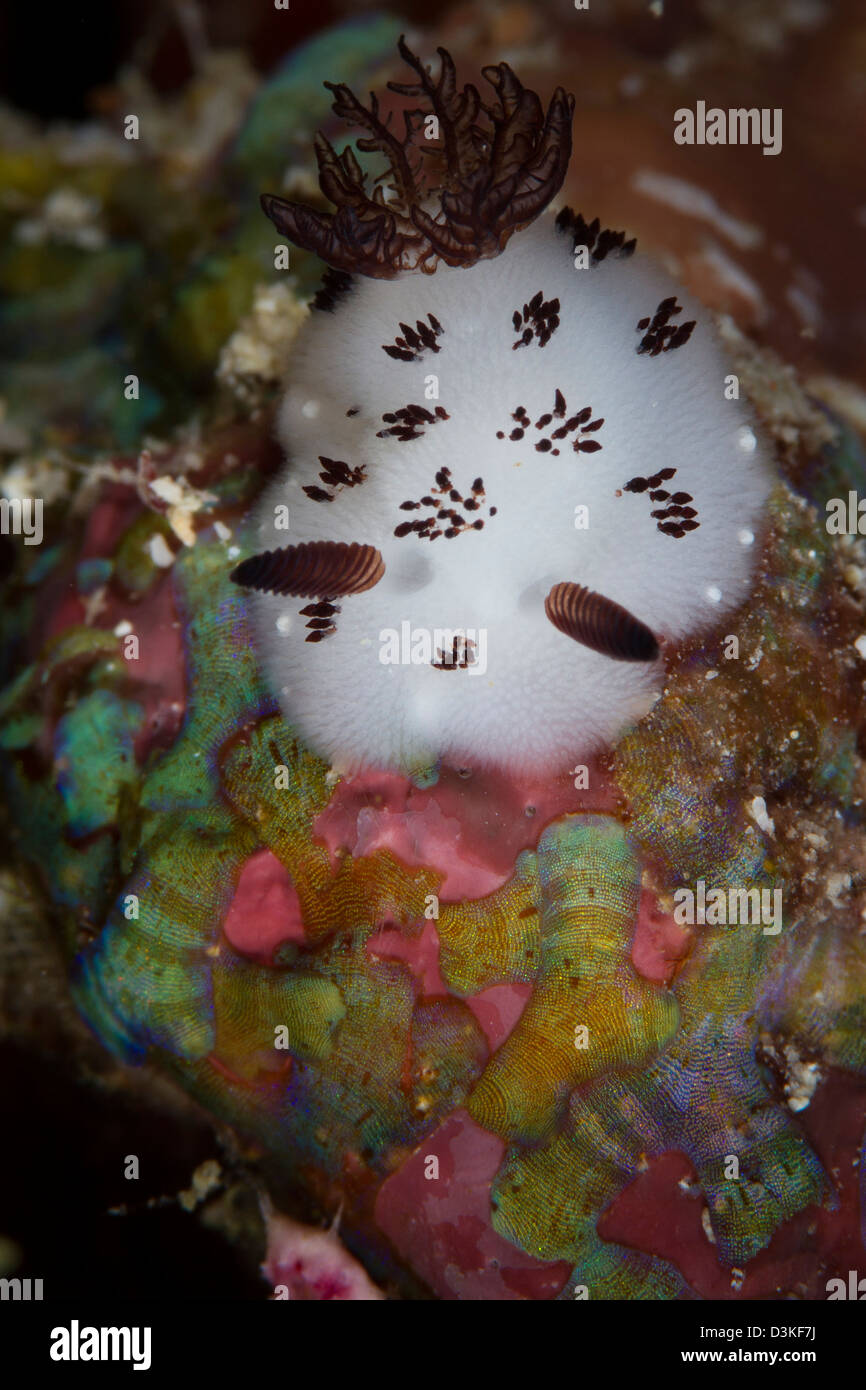Nudibranch en Raja Ampat, Indonesia. Foto de stock