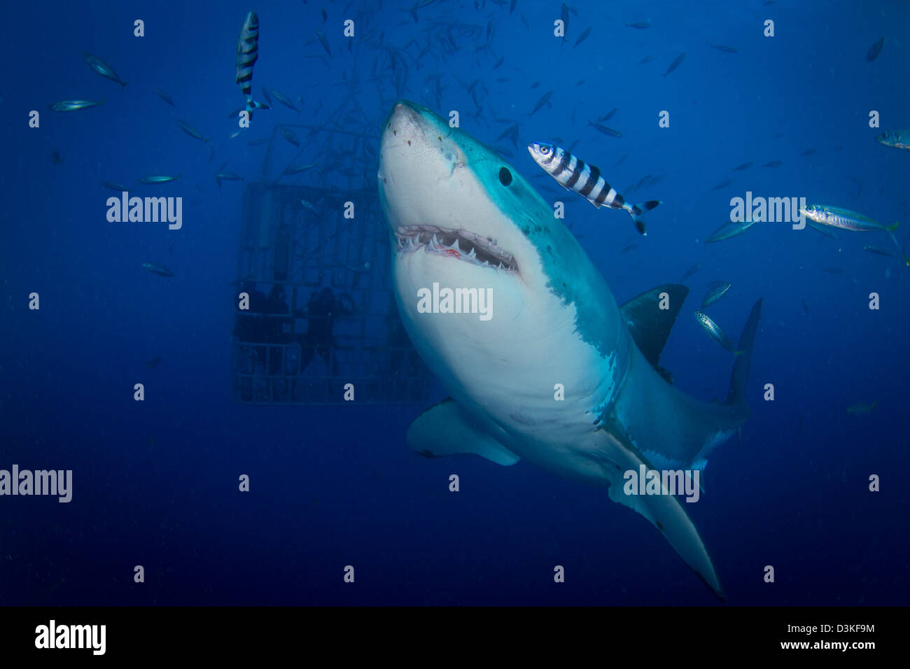 Hembra gran tiburón blanco y el pez piloto, Isla Guadalupe, México. Foto de stock