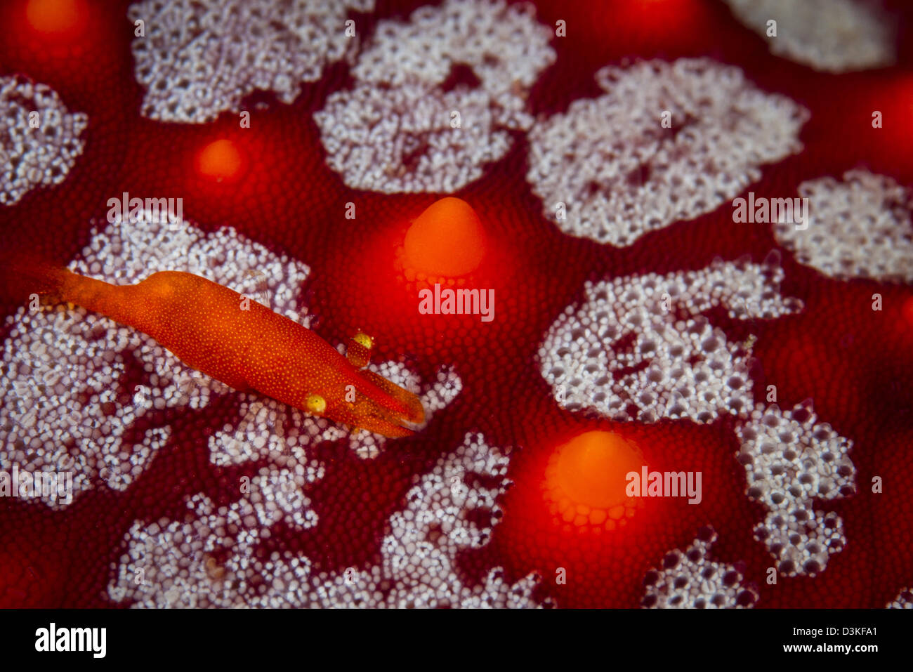 Camarones comensales en una estrella de mar, La Paz, México. Foto de stock