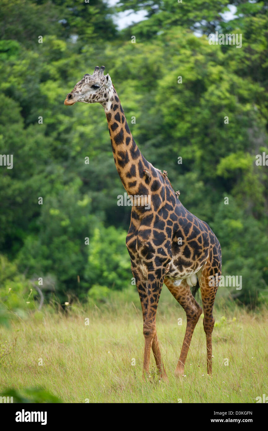 Maasai jirafa (Giraffa camelopardalis tippelskirchi), Reserva Nacional de Shimba Hills, Kenia Foto de stock