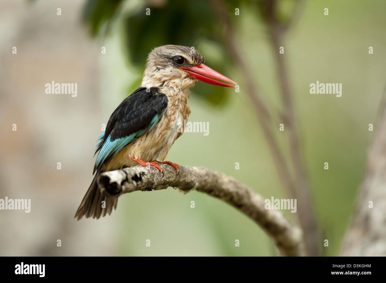 Brown-hooded kingfisher, Halcyon albiventris, Reserva Nacional de Shimba Hills, Kenia Foto de stock