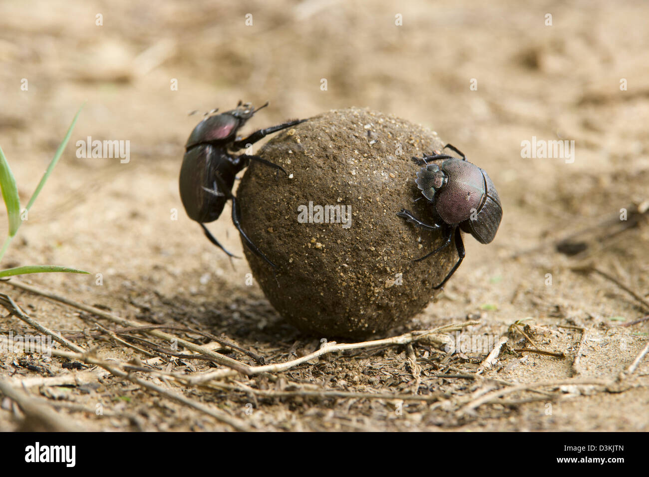 Los escarabajos, el Parque Nacional de Tsavo East, Kenya Foto de stock