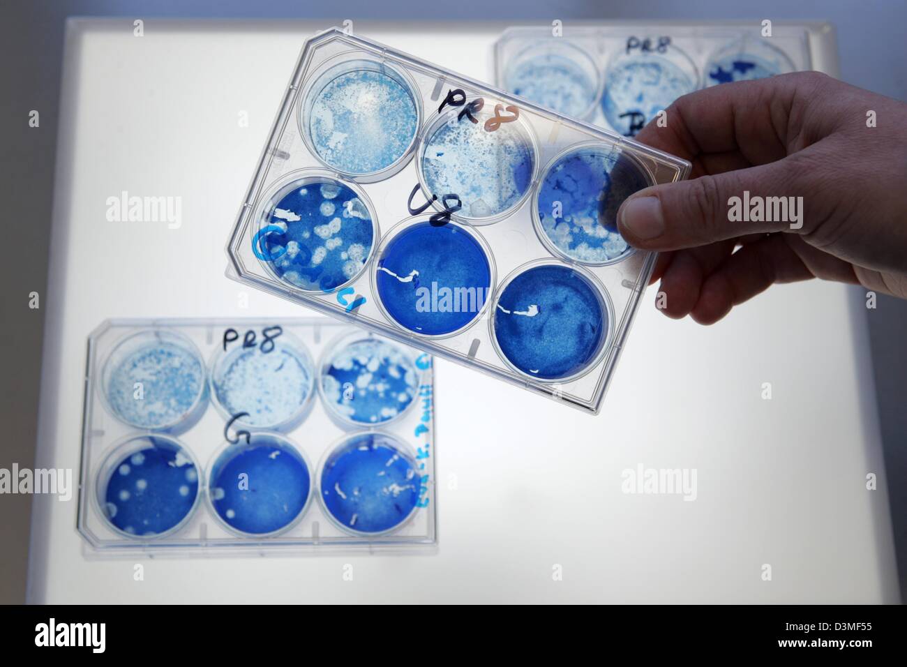 Una mano coloca pequeñas paletas con azul placas petri con cultivos celulares en una caja de luz en el Instituto de Virología Molecular en la Universidad Wilhelms de Münster, Alemania, el viernes, 24 Ferbruary 2006. Los cultivos celulares se intercalan con los virus de la influenza formando un área acromático de descomposición, el Instituto analiza los virus patógenos peligrosos e intenta desarrollar un Foto de stock