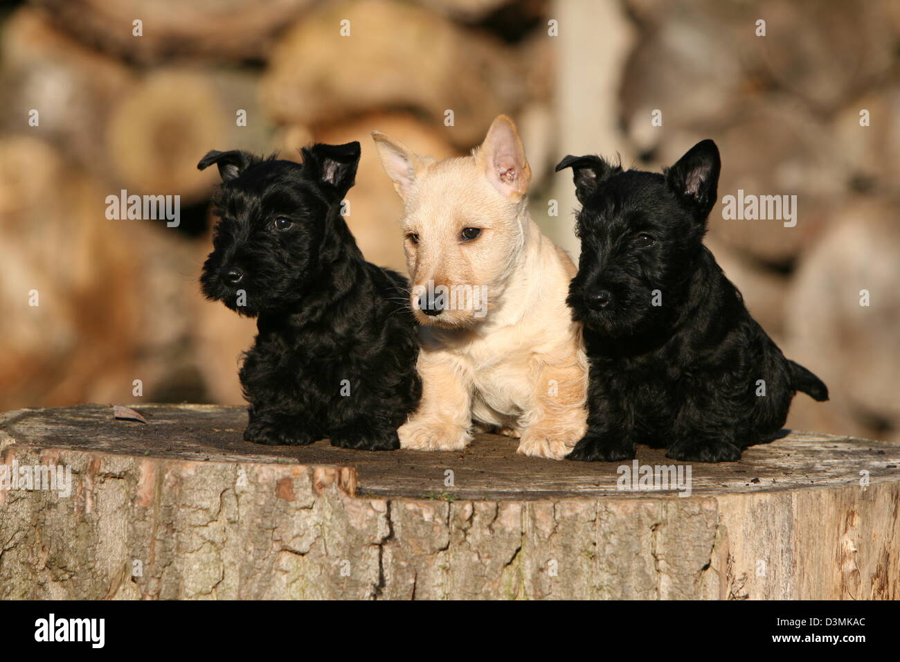 Perro Scottish Terrier (Scottie) tres cachorros de diferentes colores  sentada sobre una madera Fotografía de stock - Alamy