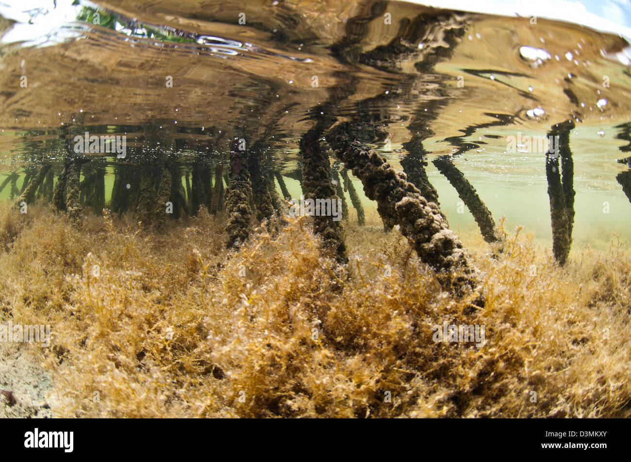 Vista submarina de las raíces de los árboles de mangle rojo y lechos
