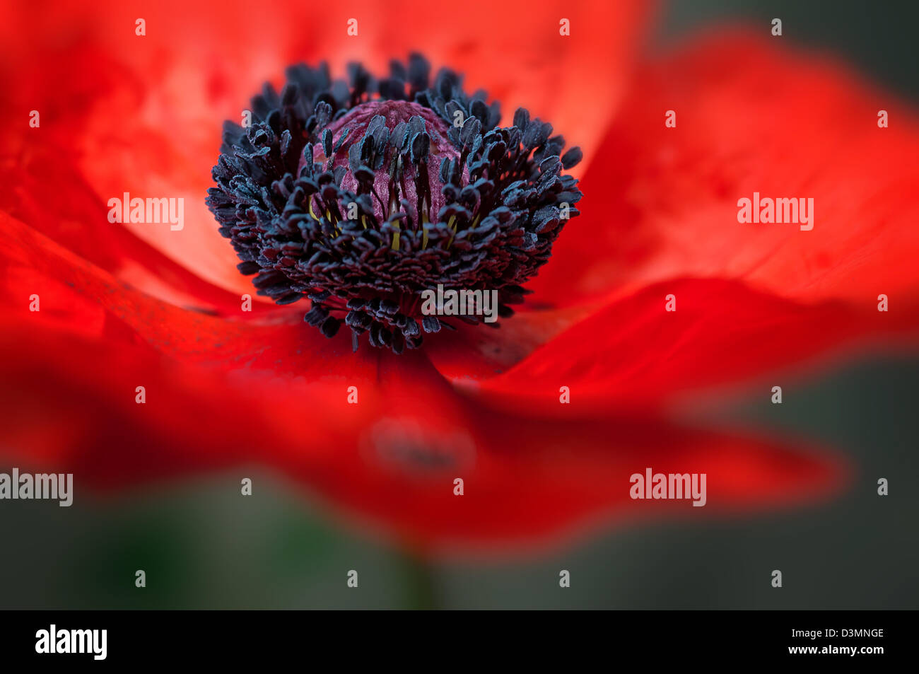 El wildflower amapola roja grande de macro de cerca gran símbolo veterano de guerra Foto de stock