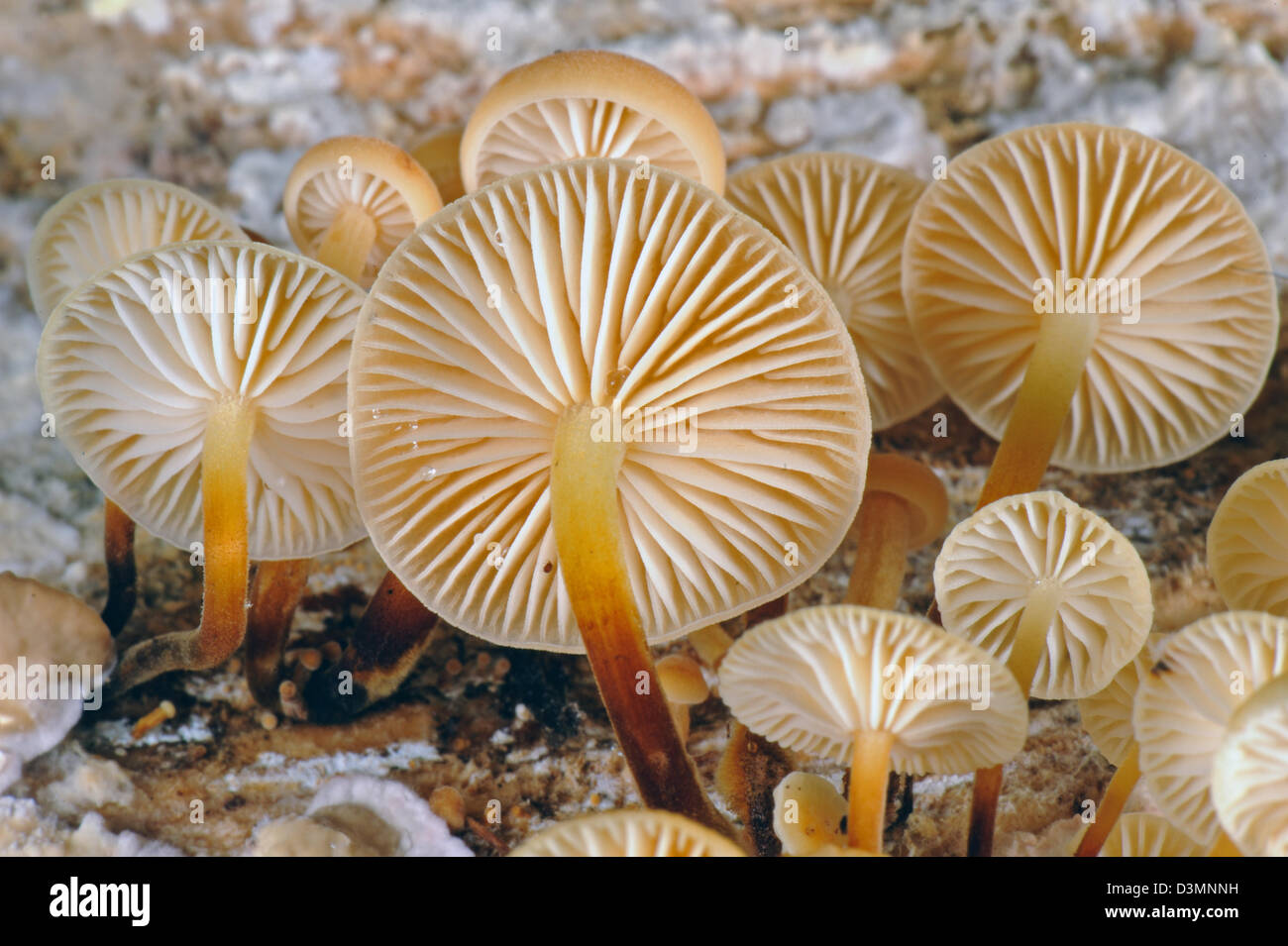 Capó, Mycena inclinata agrupado, grupos de hongos crecen en troncos de madera de roble Foto de stock