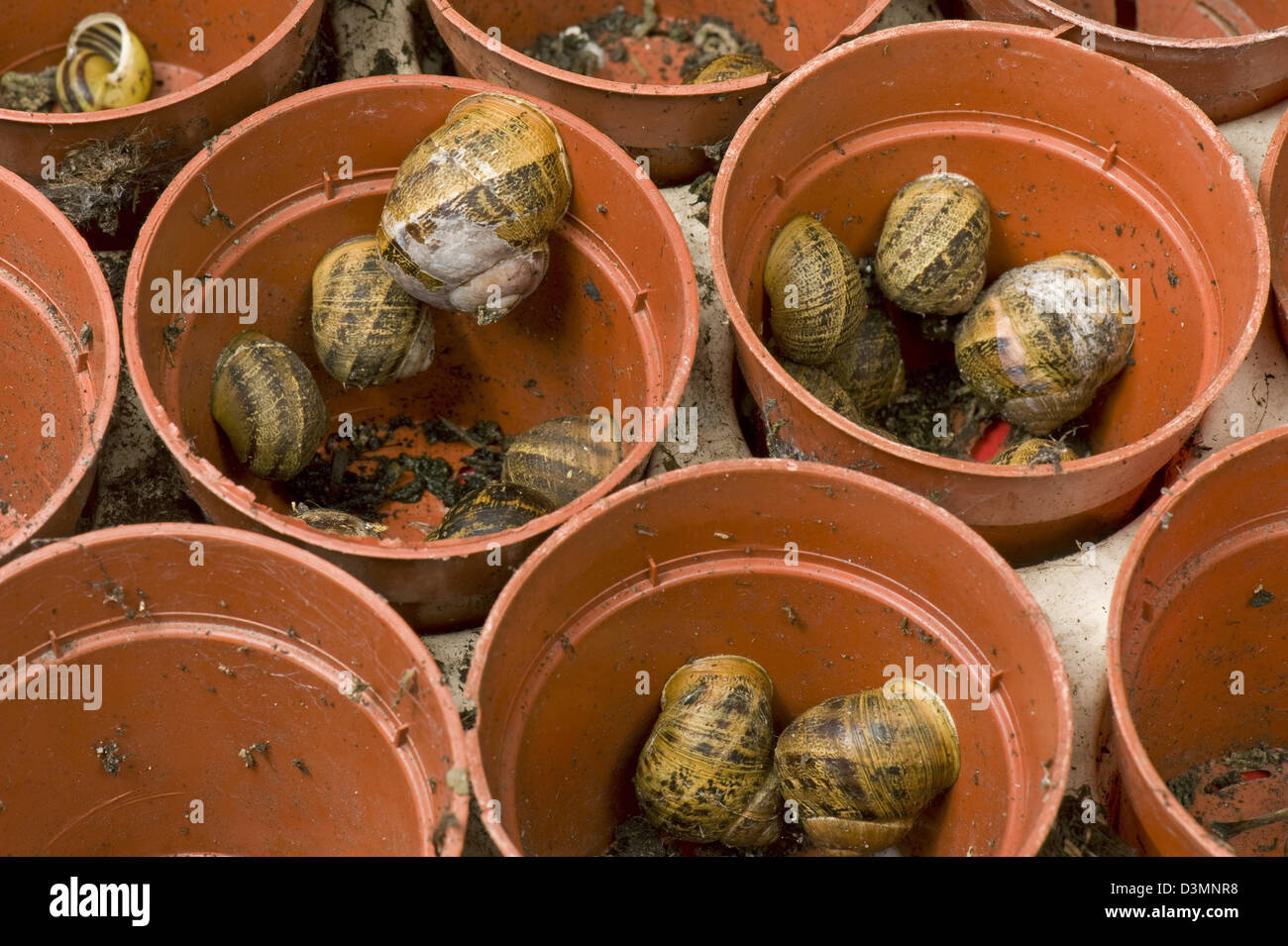 Un gran número de caracoles de jardín, Helix aspersa, pasa el invierno en el refugio de macetas de plástico Foto de stock