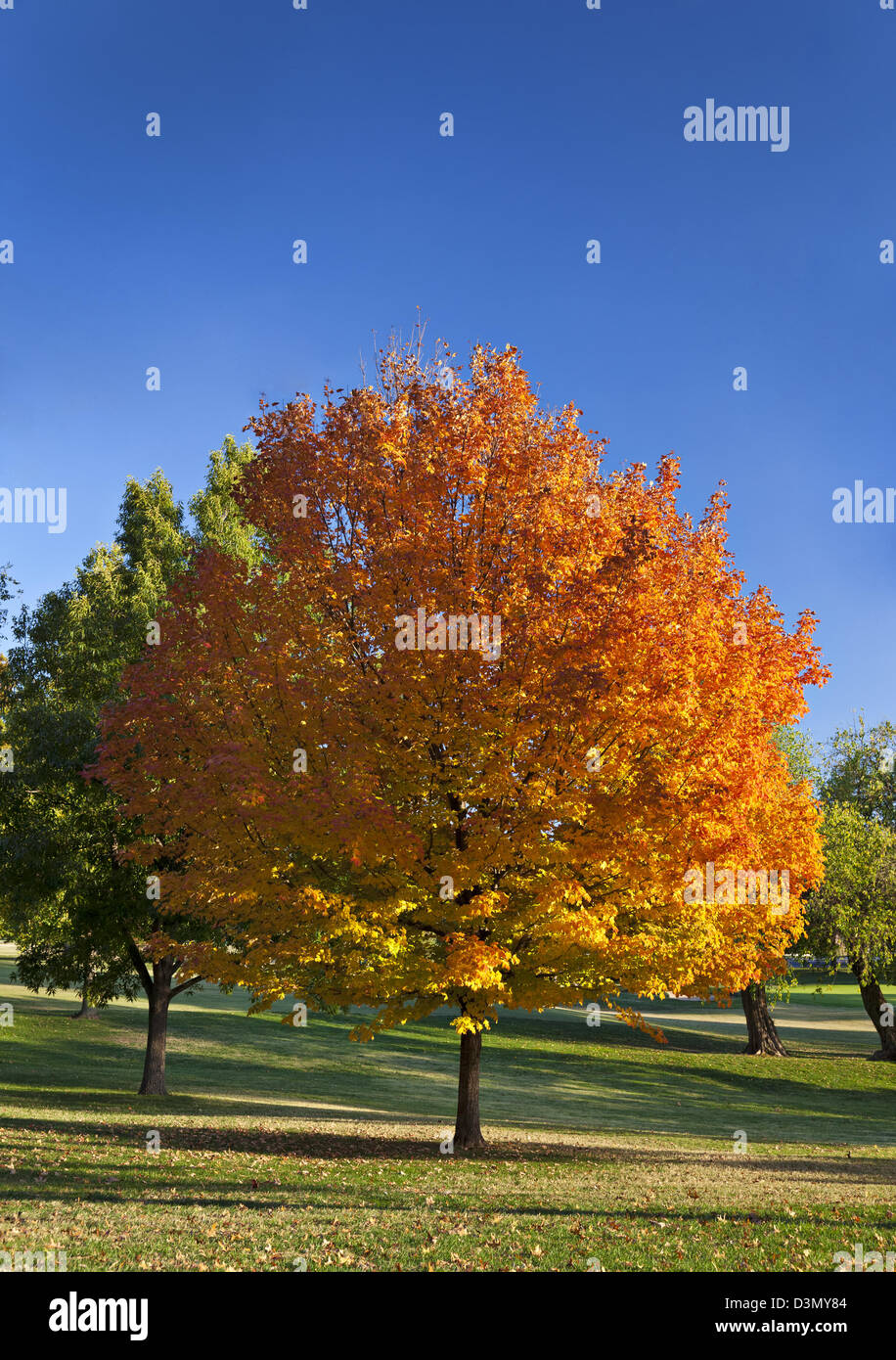 Un hermoso árbol cambia de color antes que el resto de ellos a comienzos  del otoño Fotografía de stock - Alamy
