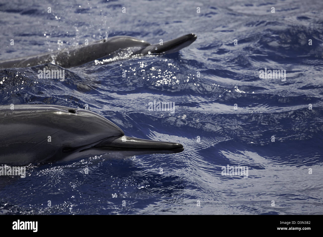 Un par de delfines, Stenella longirostris, superficie para respirar fuera de la isla de Maui, Hawai. Foto de stock