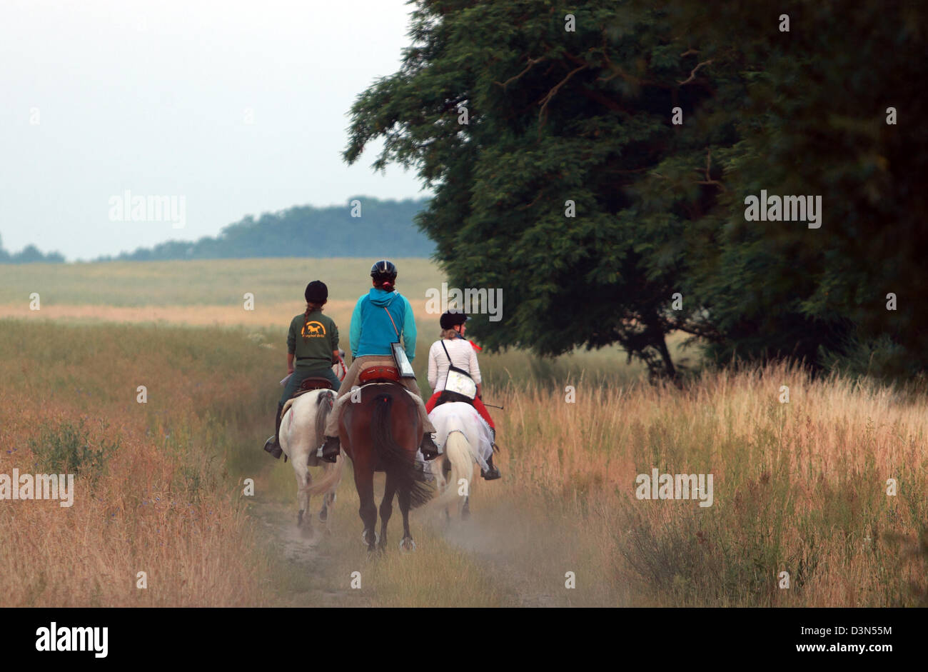Britz, Alemania, jinetes en una prueba de endurance ride Foto de stock