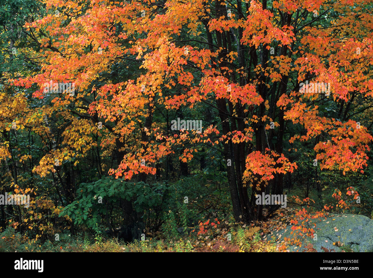 Elk282-2236 Maine, el Parque Nacional de Acadia, follaje de otoño Foto de stock