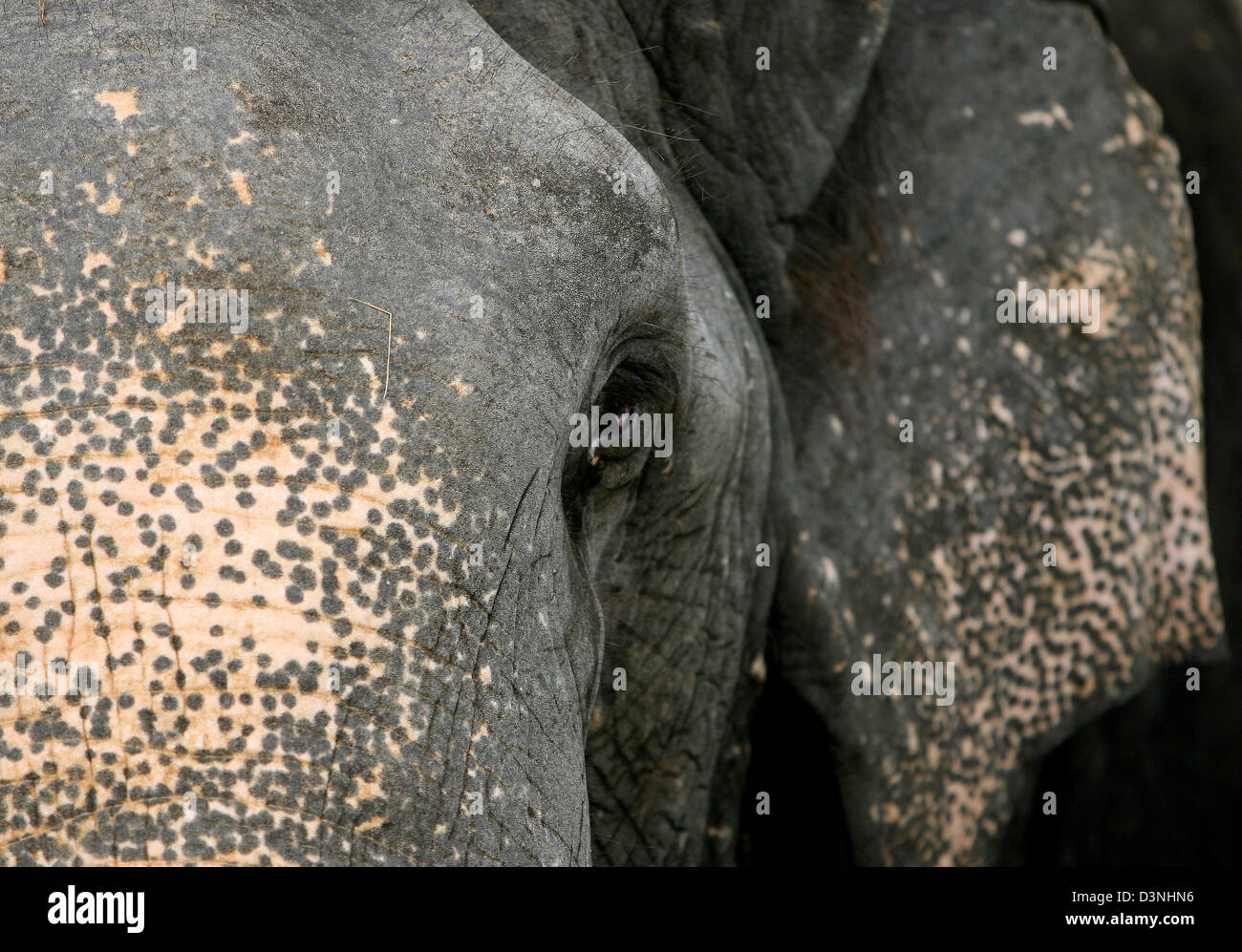 Un elefante asiático (lat.: Elephas maximus) fotografiados en el Orfanato de Elefantes en Pinnawela, Sri Lanka, 26 de abril de 2006. Los elefantes son altamente reconocido en Sri Lanka por su capacidad de trabajo. Caminar por debajo del estómago de un elefante shal traer suerte a lo largo de toda la vida. Foto: Maurizio Gambarini Foto de stock