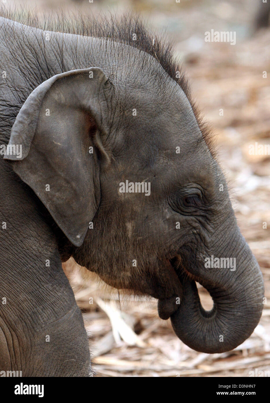 La foto muestra un elefante joven ternero en el Orfanato de Elefantes en Pinnawela, Sri Lanka, 26 de abril de 2006. Los elefantes son altamente reconocido en Sri Lanka por su capacidad de trabajo. Caminar por debajo del estómago de un elefante shal traer suerte a lo largo de toda la vida. Foto: Maurizio Gambarini Foto de stock