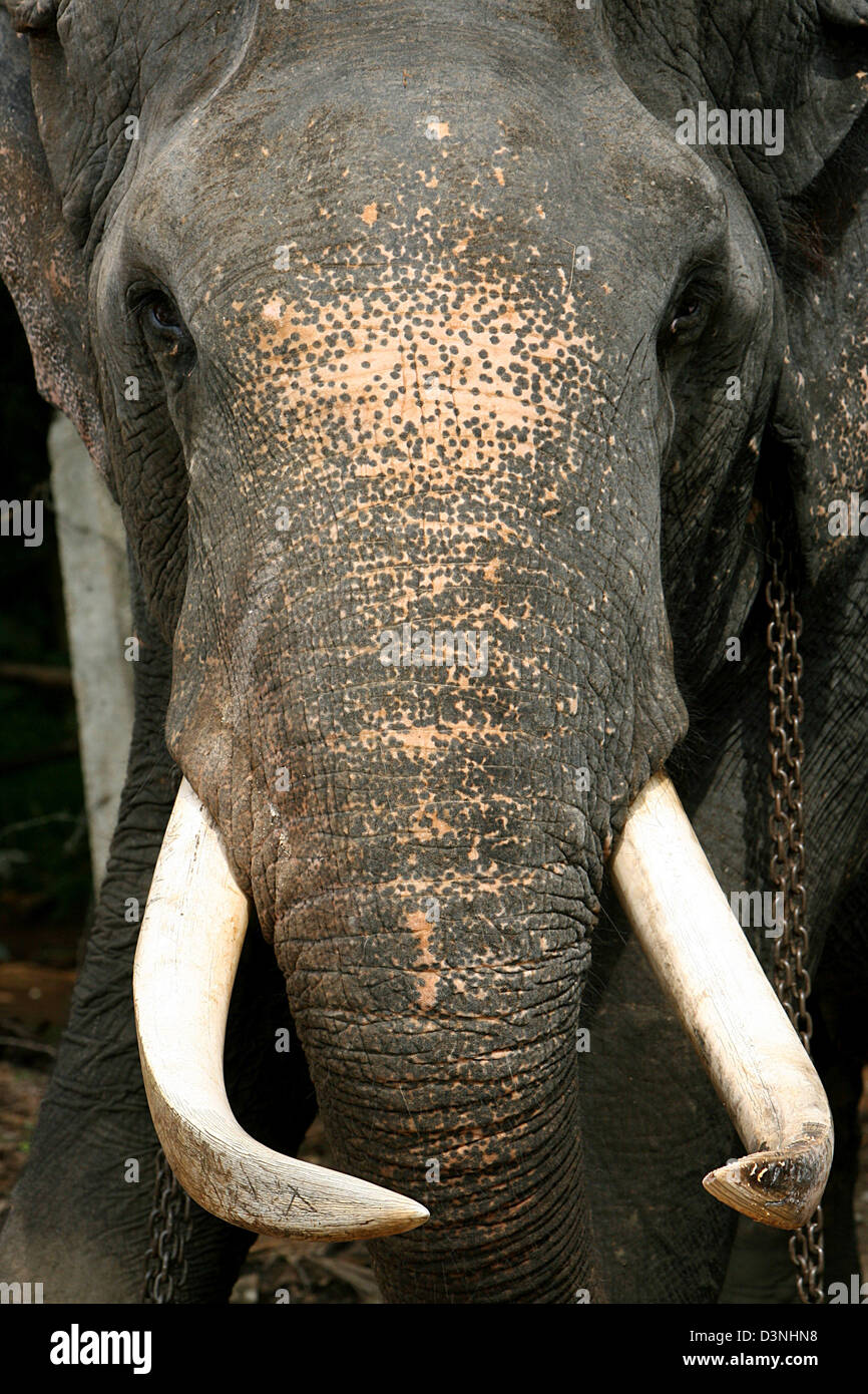 Un elefante asiático (Lat.: Elephas maximus) con impresionantes colmillos fotografiados en el Orfanato de Elefantes en Pinnawela, Sri Lanka, 26 de abril de 2006. Los elefantes son altamente reconocido en Sri Lanka por su capacidad de trabajo. Caminar por debajo del estómago de un elefante shal traer suerte a lo largo de toda la vida. Foto: Maurizio Gambarini Foto de stock