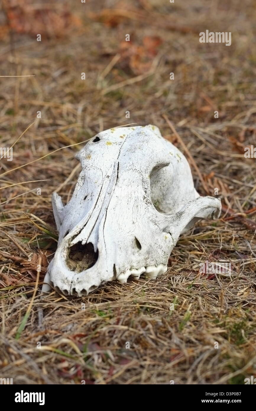 Grunge perro cráneo que quedan en el campo Foto de stock