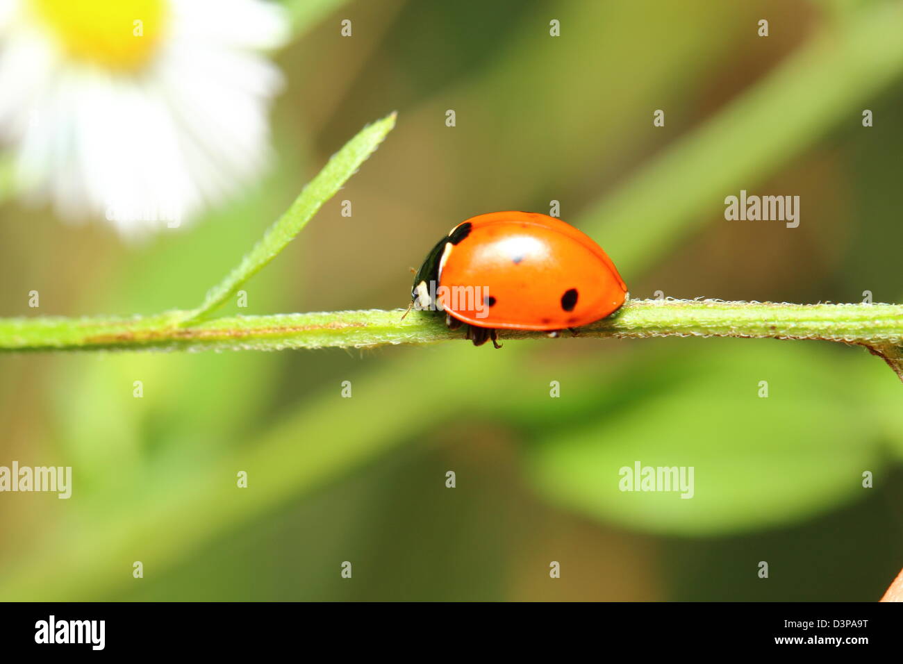 Ladybug en la hoja verde en la naturaleza Foto de stock
