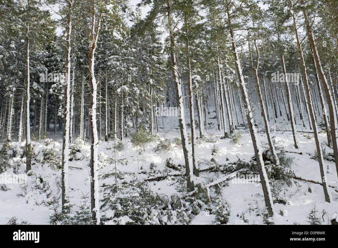 Los árboles de pino con un copo de nieve pararse erguido en un bosque remoto en las zonas rurales de Escocia Foto de stock