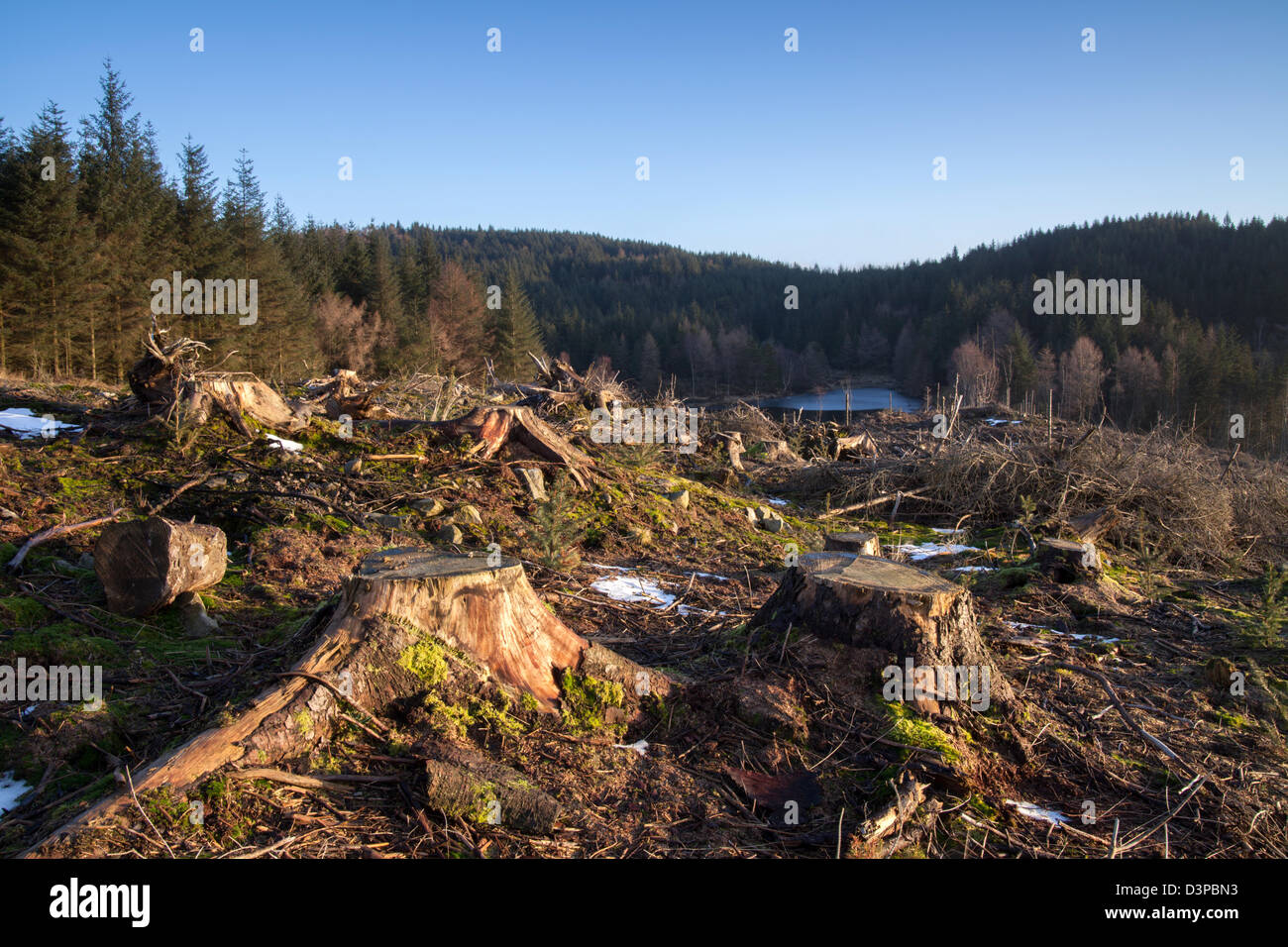 árbol de la tala del lago fotografías e imágenes de alta resolución - Alamy