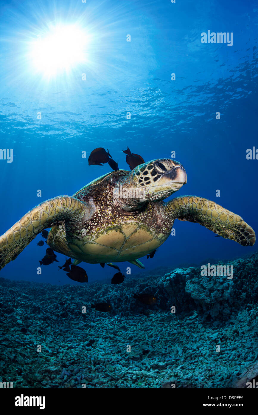 Una tortuga de mar verde, Chelonia mydas, una especie en peligro de extinción, se sitúa en una estación de limpieza frente a la costa oeste de Maui, Hawaii. Foto de stock