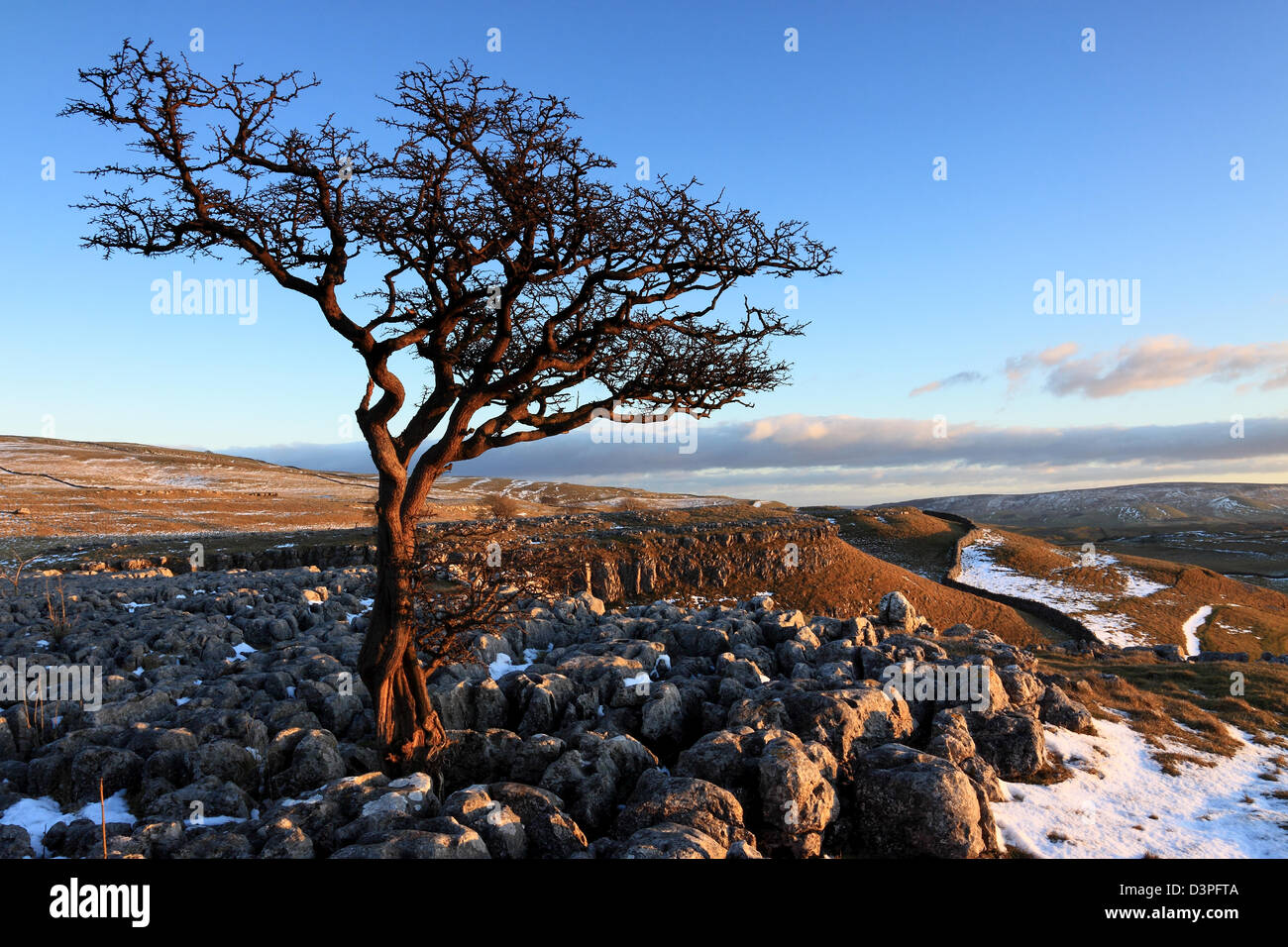 Vista invernal de un árbol en el pavimento de piedra caliza Conistone anteriormente en el Parque Nacional Yorkshire Dales, Inglaterra Foto de stock