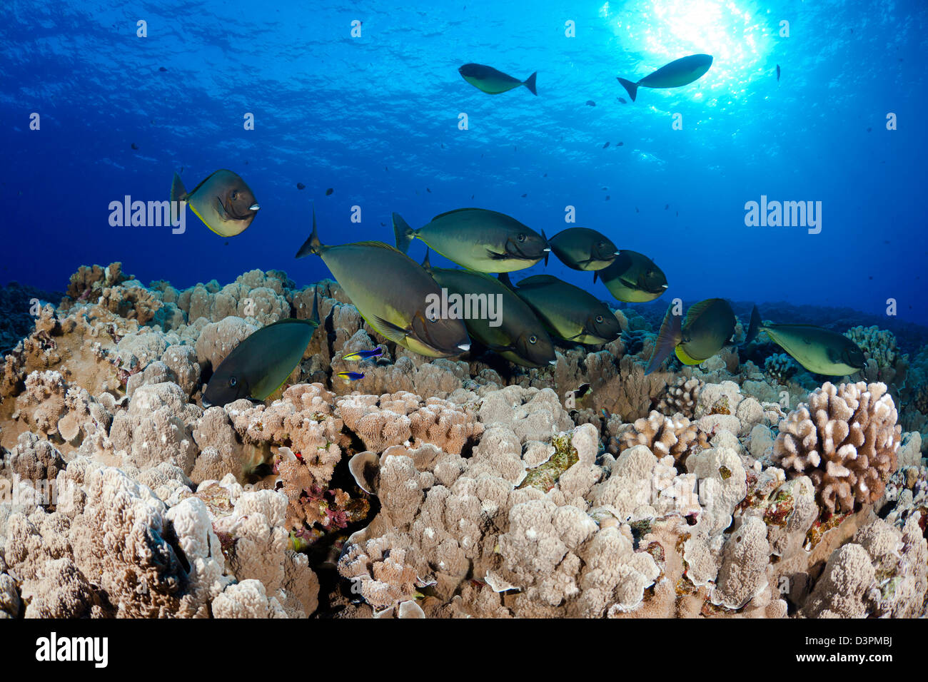 Elegante, unicornfish hexacanthus Naso, en una estación de limpieza con el limpiador hawaiano de napoleón, Labroides phthirophagus, Hawai. Foto de stock