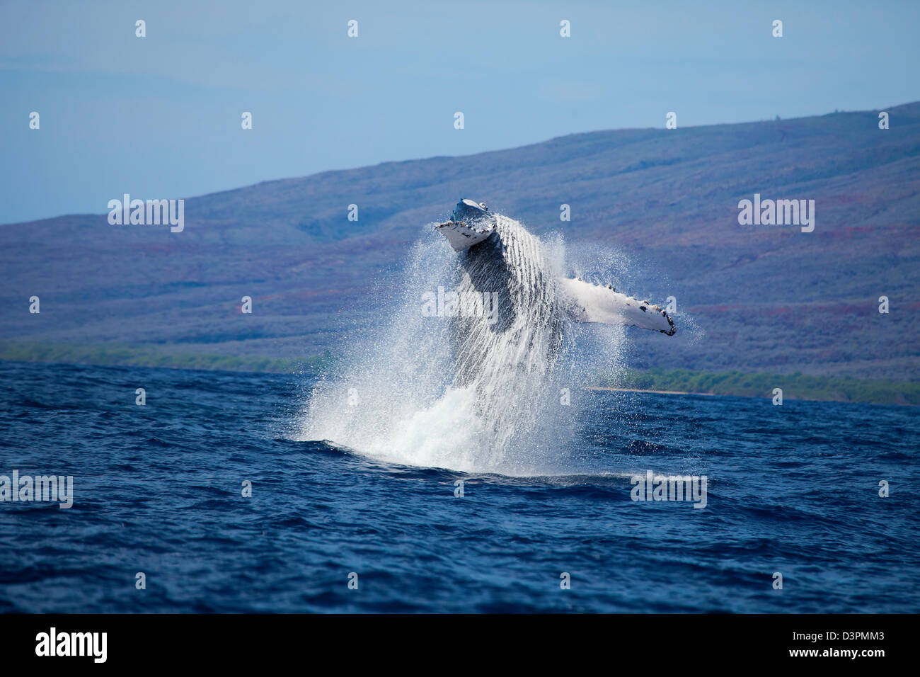 Infringir la ballena jorobada, Megaptera novaeangliae, Hawai. Foto de stock