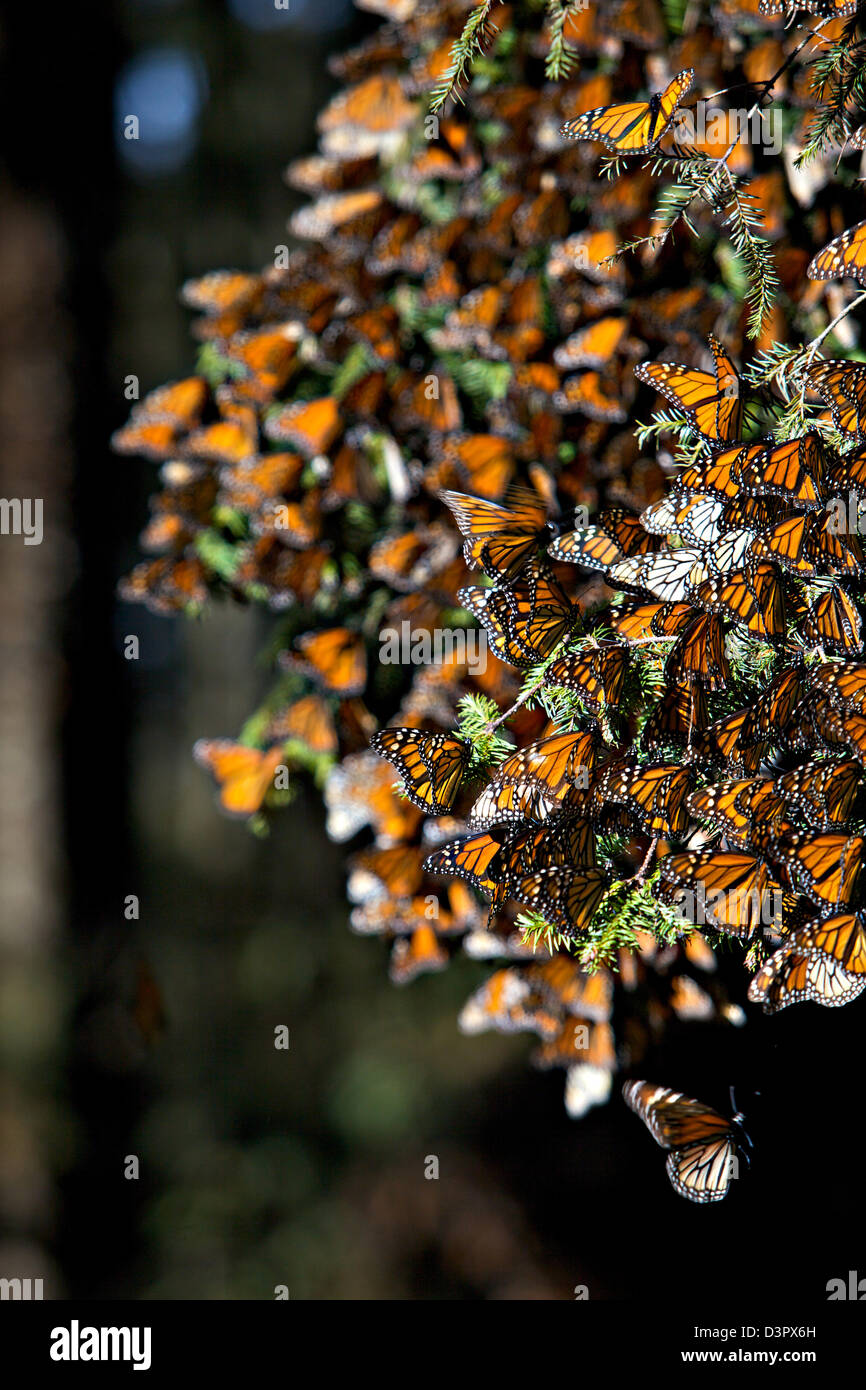 Las mariposas monarca misa en la rama de un árbol en el Cerro Chincua