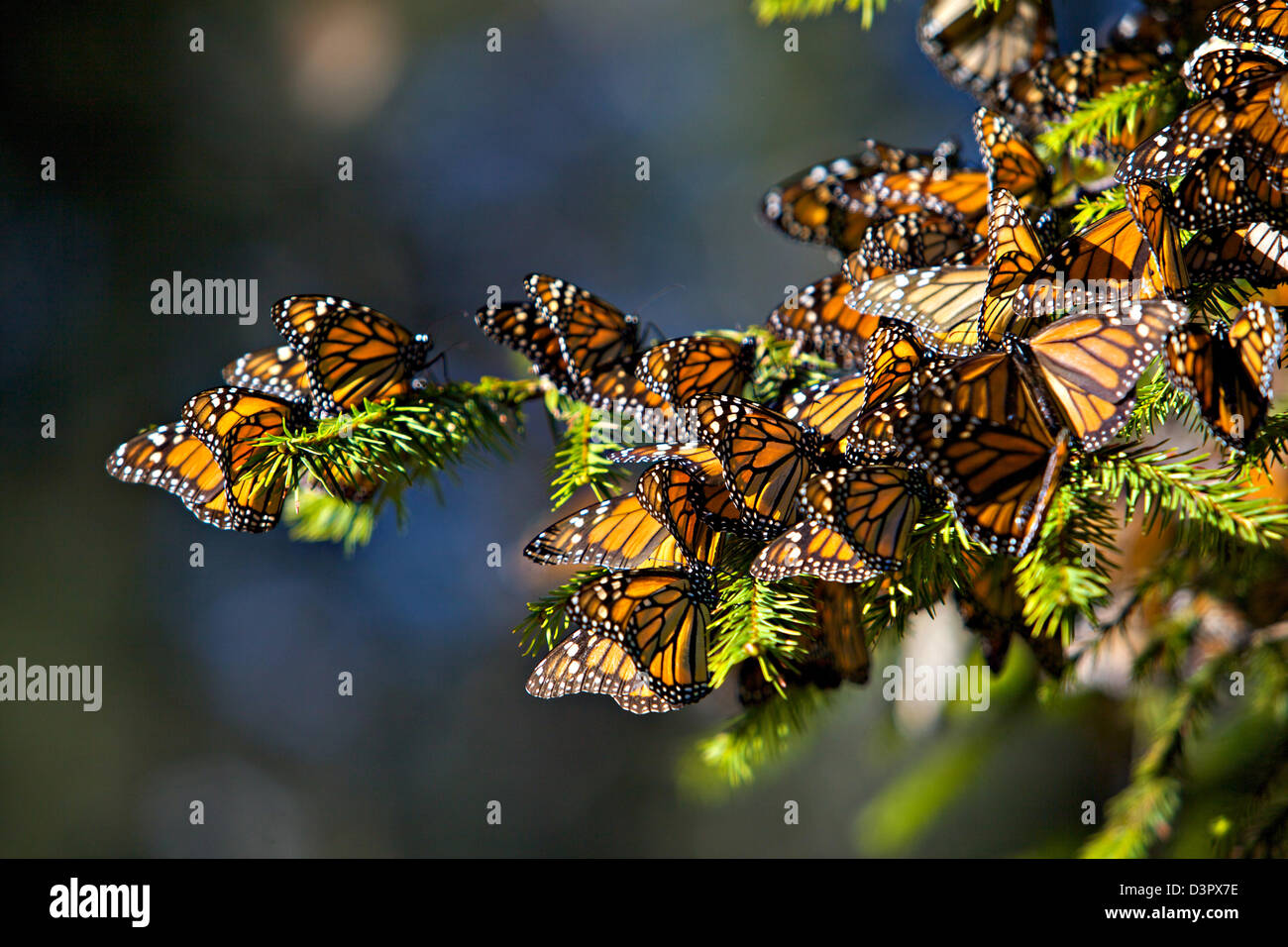 Las mariposas monarca misa en la rama de un árbol en el Cerro Chincua