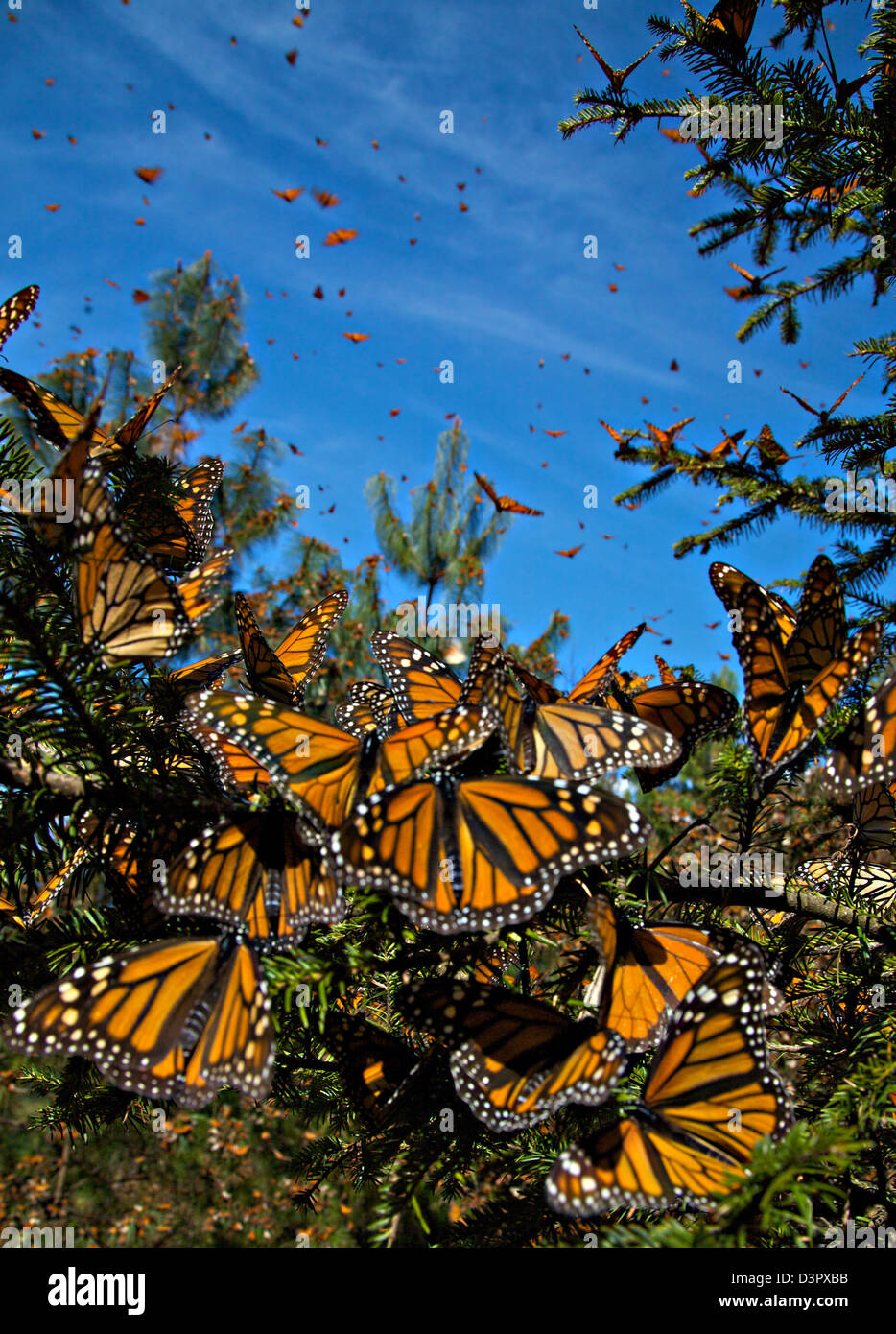Las mariposas monarca misa en la Sierra Pellon mountain en la Reserva