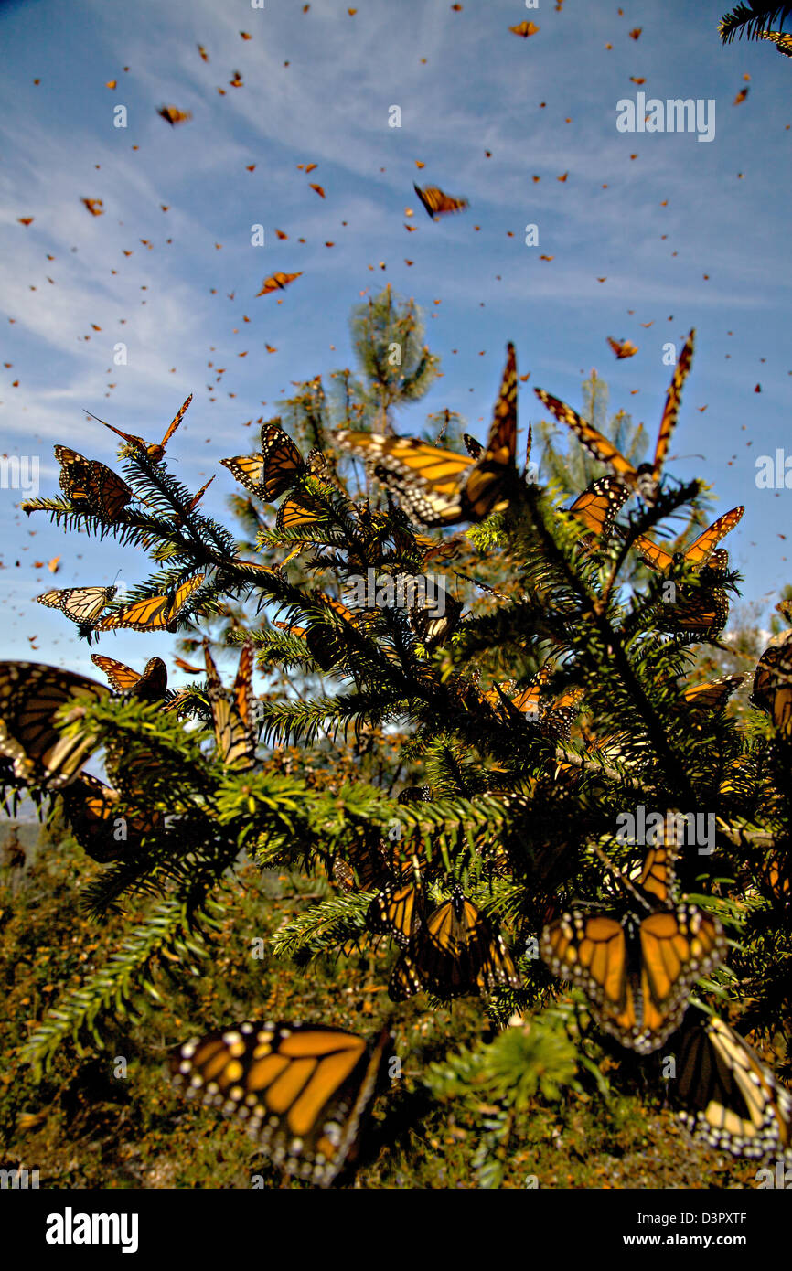 Las mariposas monarca misa en la Sierra Pellon mountain en la Reserva